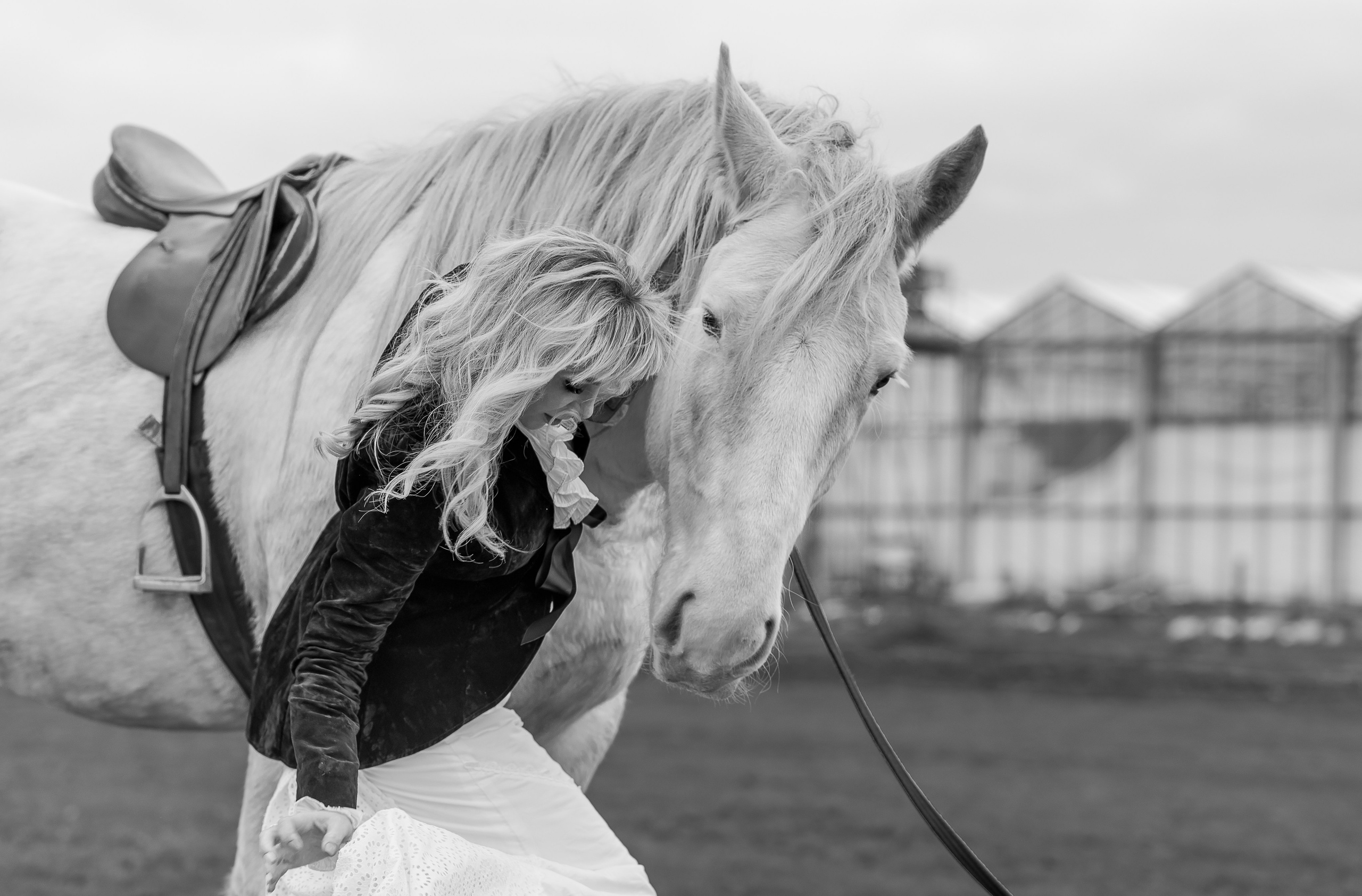 Photoshoot with Horses. Professional Photograher, Antwerpen/Belgium