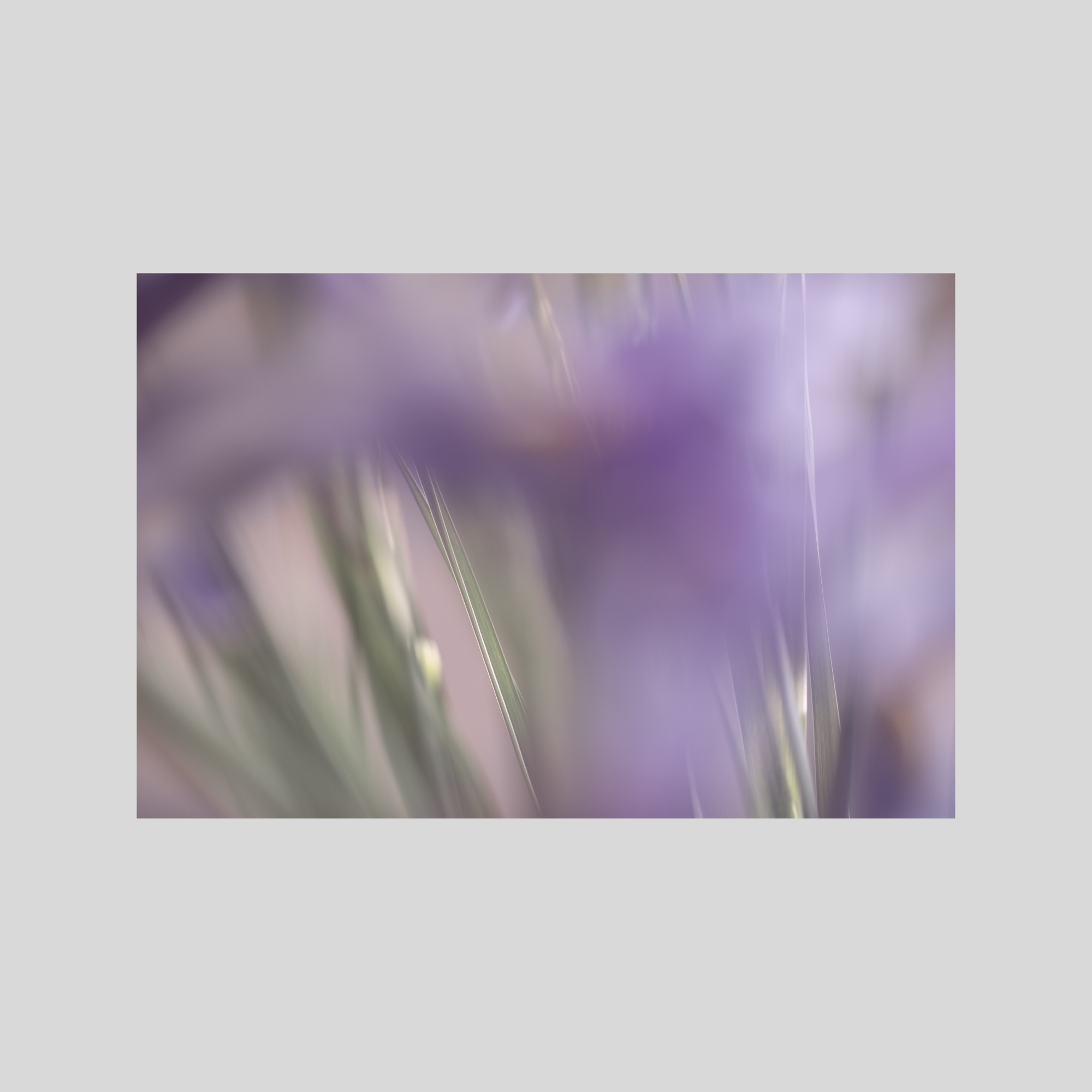 50 SHADES OF PURPLE. Natalja Poplavska — Visual artist, Photographer, East Sussex, London