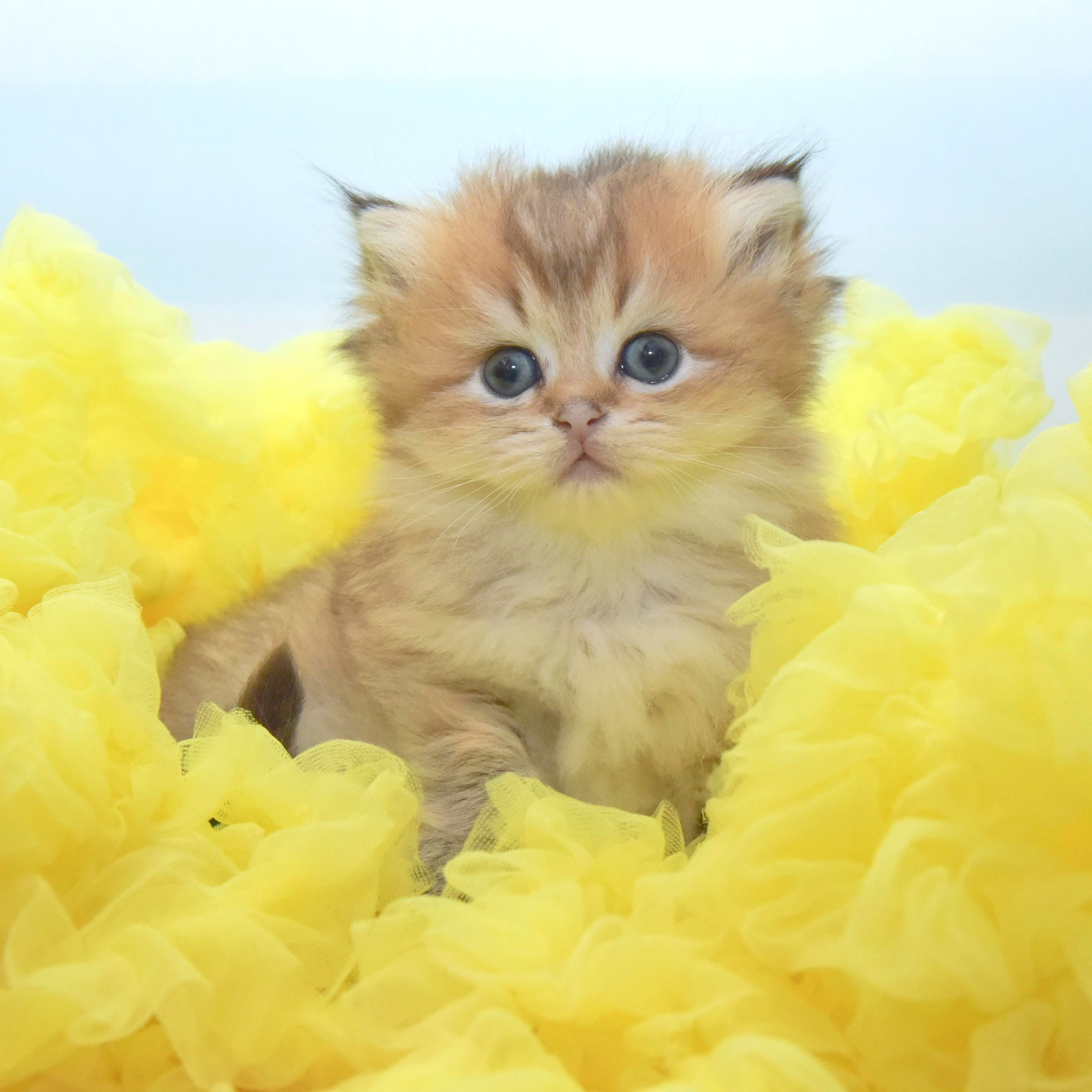 Cattery British shorthair Cyprus, cattery british shorthair Limassol,. British shorthair Cyprus, british shorthair cattery in UK, british cat