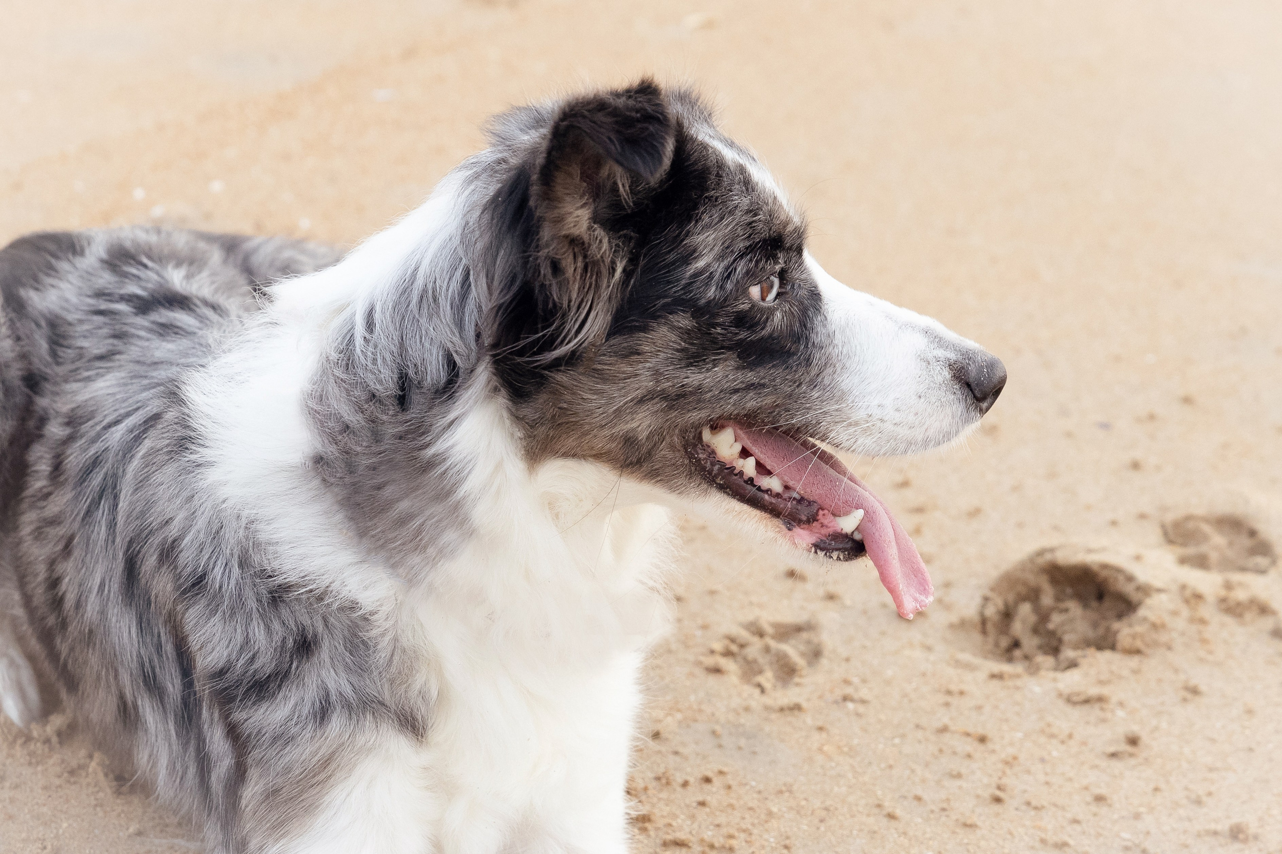 Sesiones fotográficas a mascotas. RabelByCris Fotógrafa en Coruña de Eventos, sesiones, mascotas