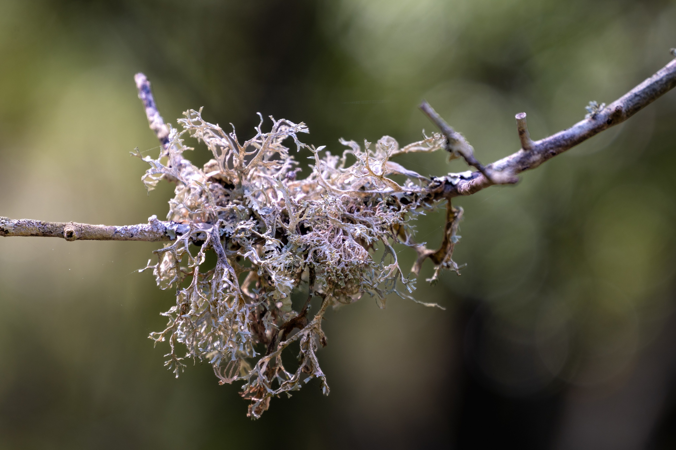 Macro Photography. Hi, my name is Eric T and I am Iris photographer