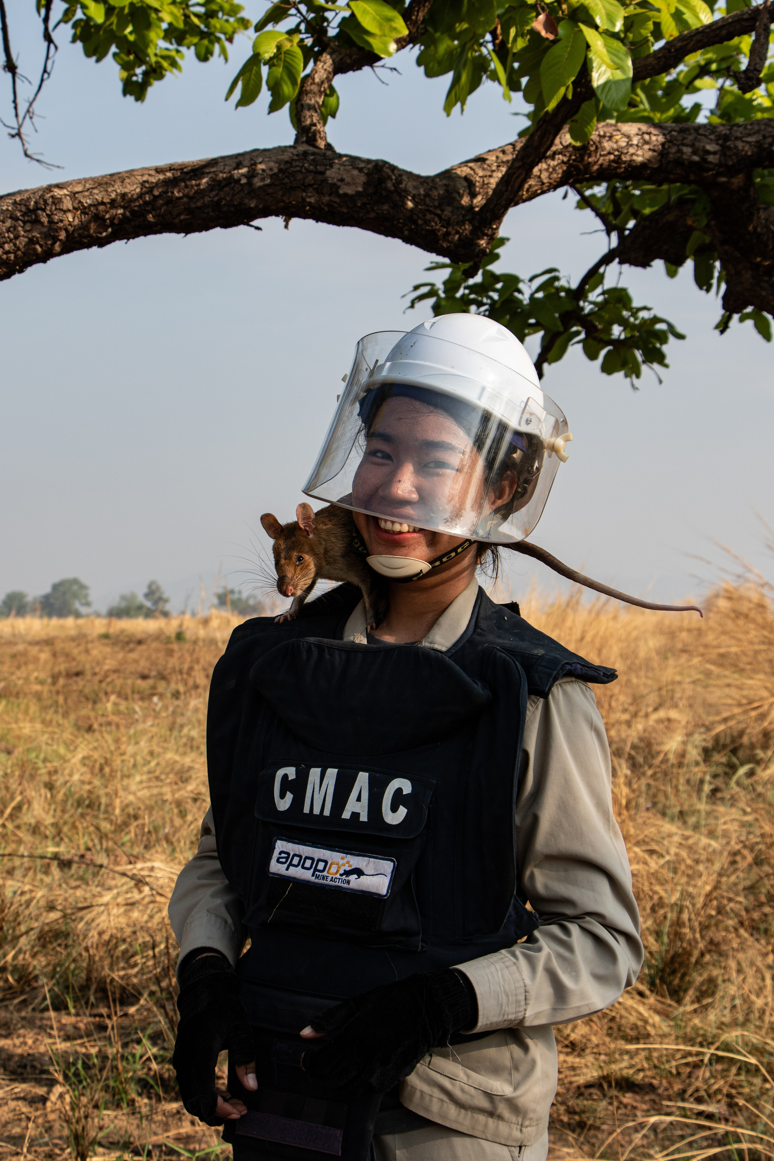 Cambodge, région de Preah Vihar, 11 avril 2024 : un membre du staff avec un des rats démineurs.