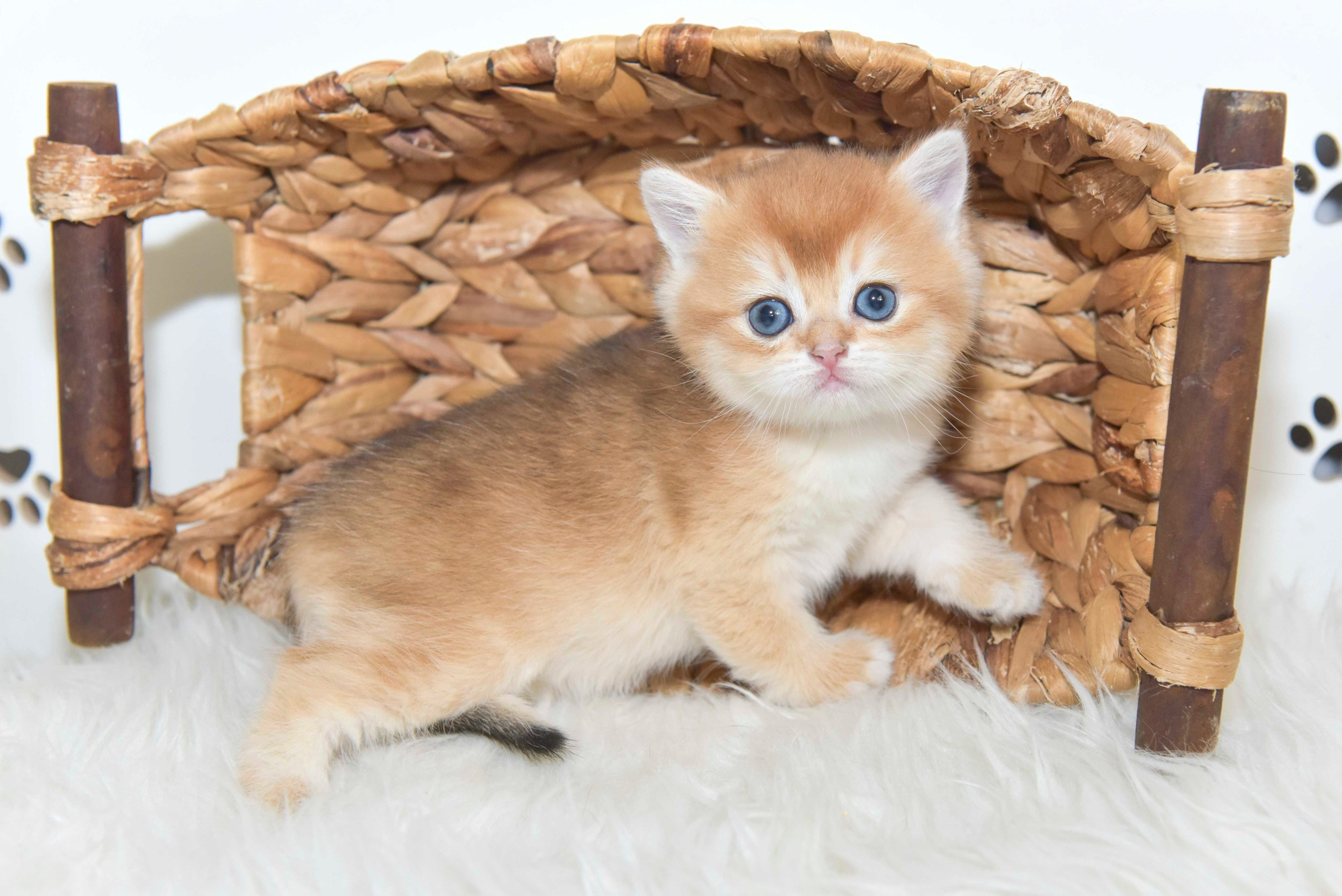 Cattery British shorthair Cyprus, cattery british shorthair Limassol,. British shorthair Cyprus, british shorthair cattery in UK, british cat