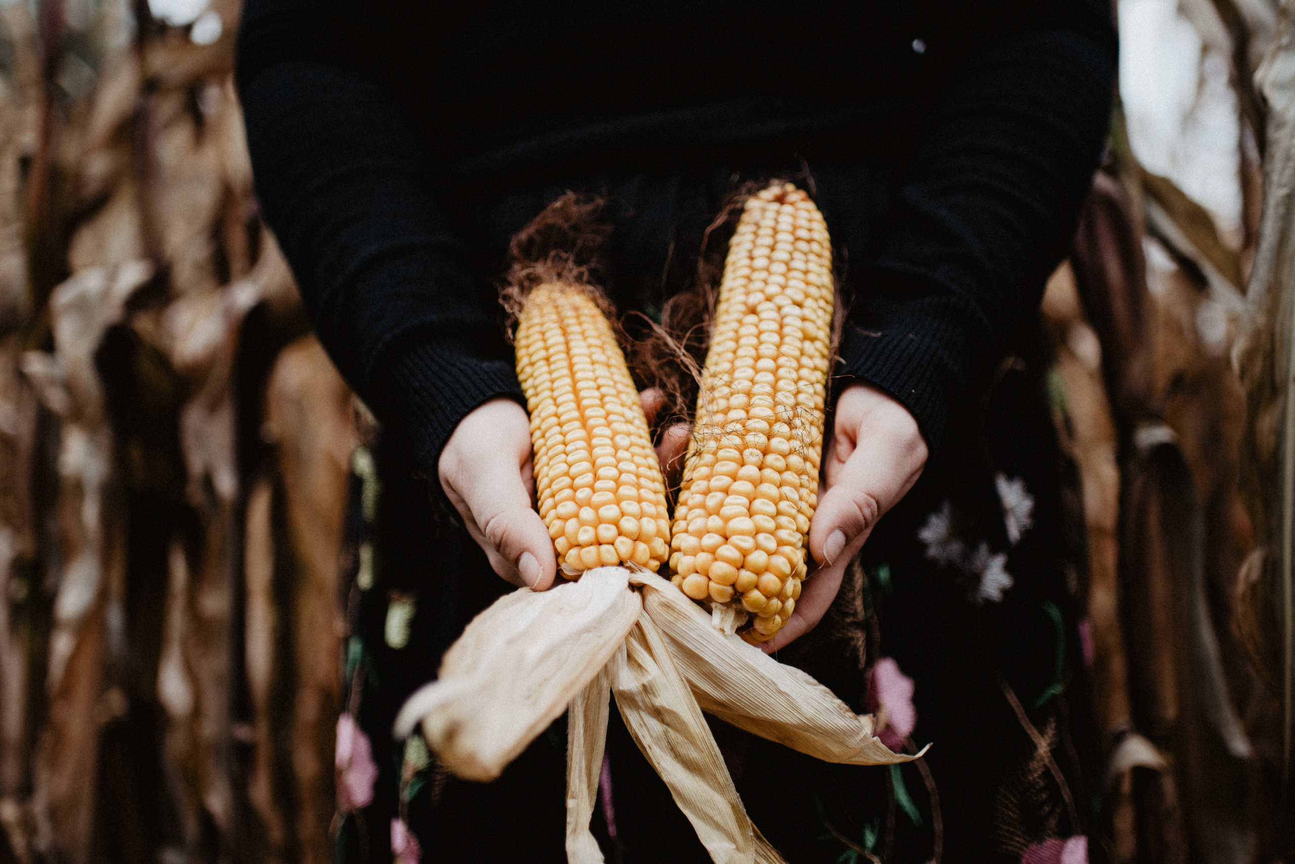Ewa & Jacek- sesja w polu kukurydzy. Bałanda Fotografia – Sesje Kobiece, Rodzinne, Miłosne, Reportaże | Katowice Śląsk