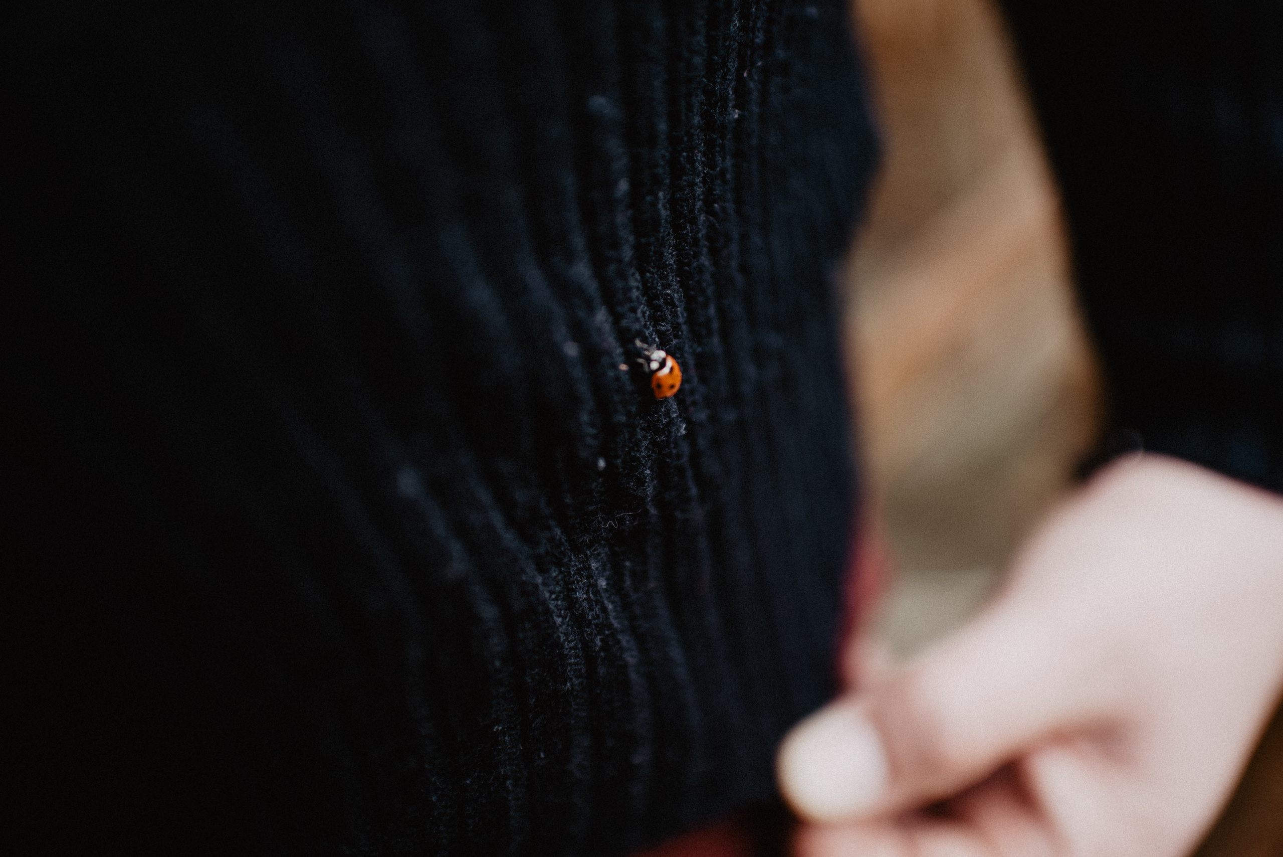 Ewa & Jacek- sesja w polu kukurydzy. Bałanda Fotografia – Sesje Kobiece, Rodzinne, Miłosne, Reportaże | Katowice Śląsk