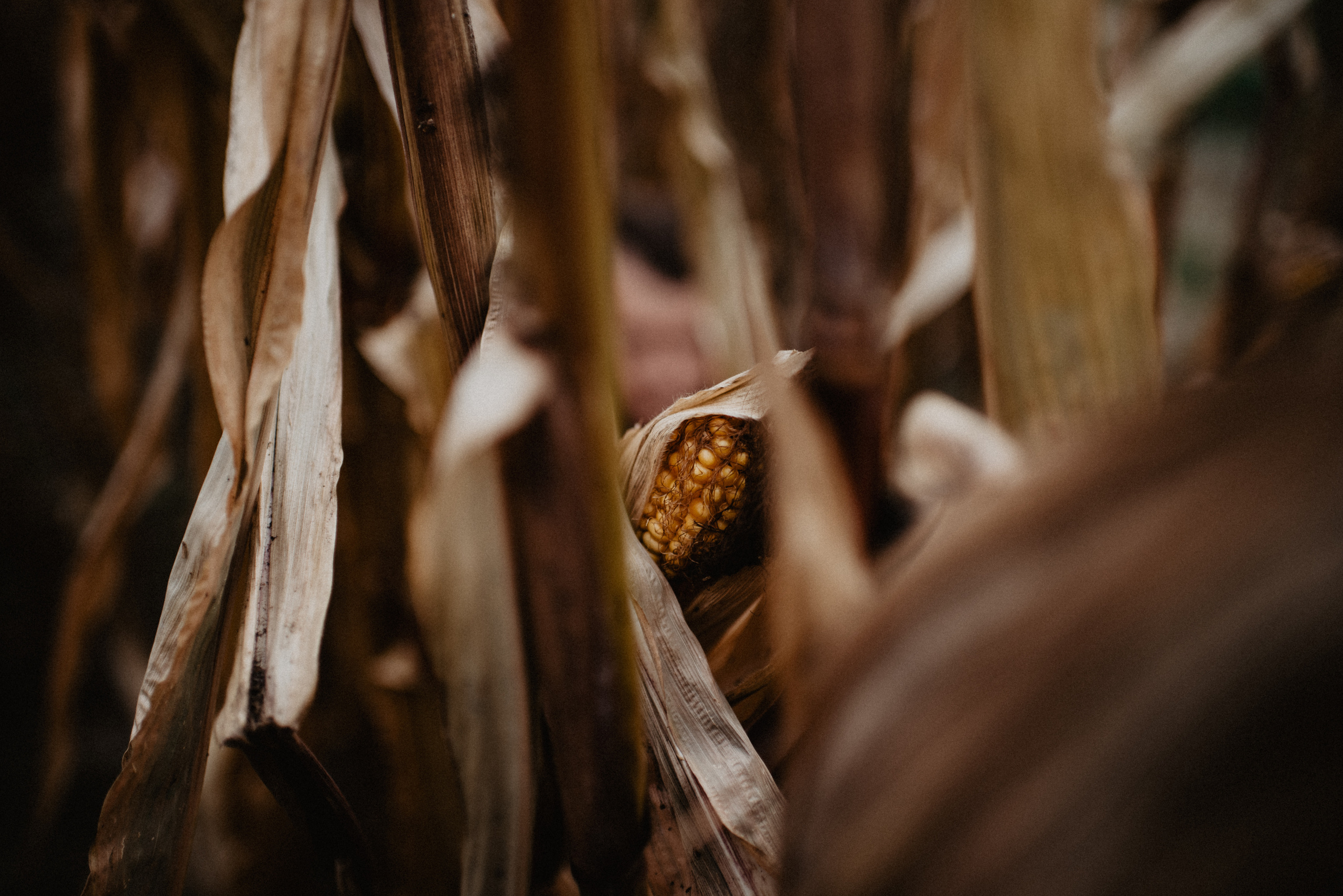 Ewa & Jacek- sesja w polu kukurydzy. Bałanda Fotografia – Sesje Kobiece, Rodzinne, Miłosne, Reportaże | Katowice Śląsk
