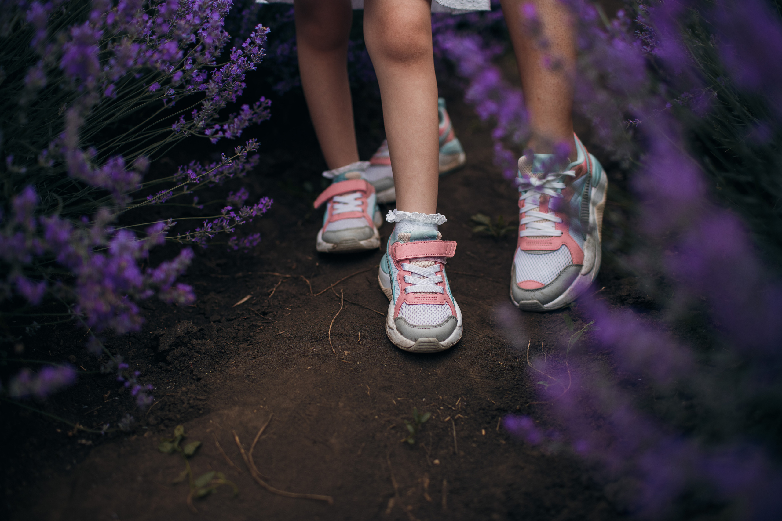 Фотограф В лаванду Кишинев. Свадебный Фотограф Кишинев, Москва Евгений Шевердов