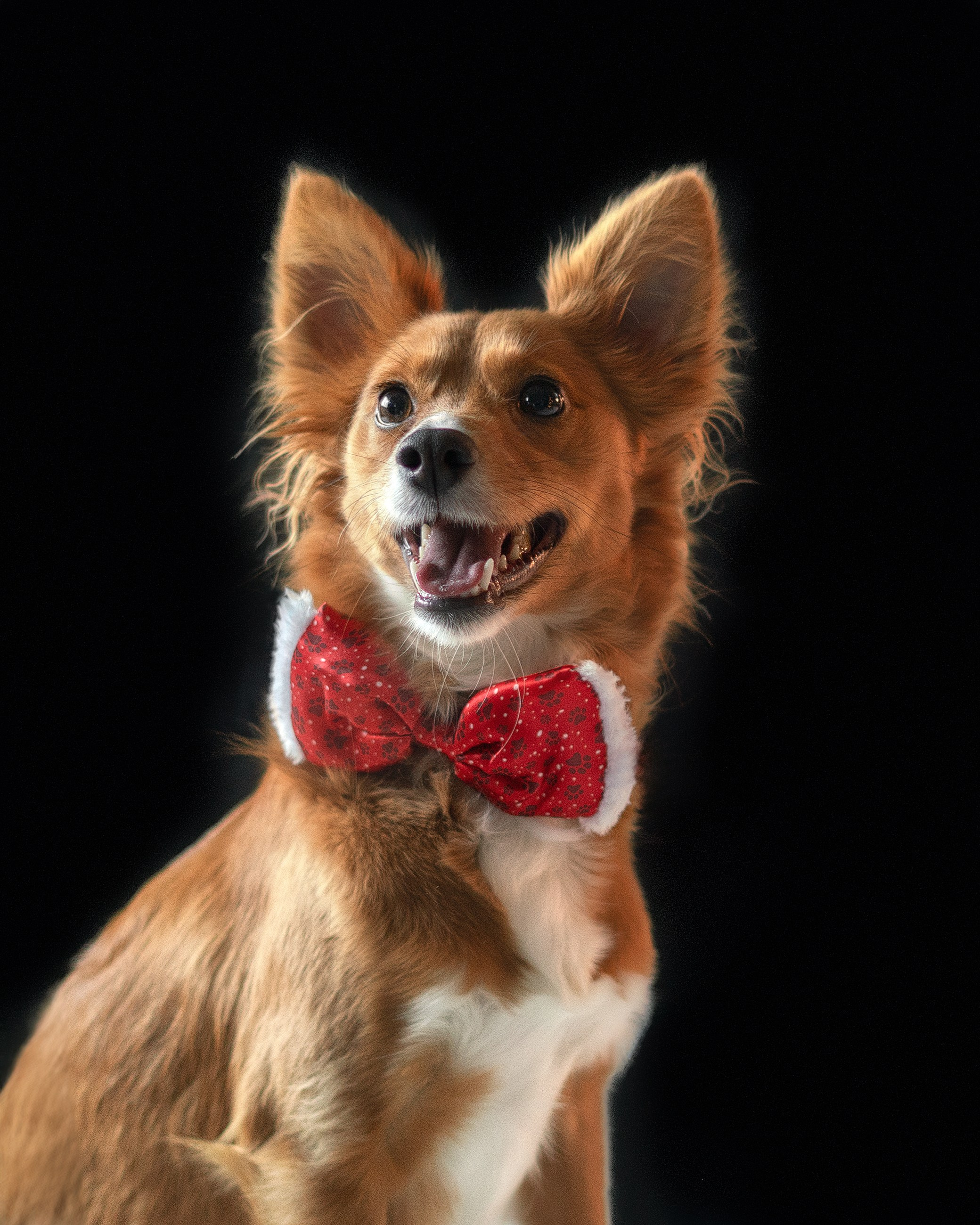 POSTPRODUZIONE. Fotografa a Riccione, ritratti di bambini e famiglia, animali domestici