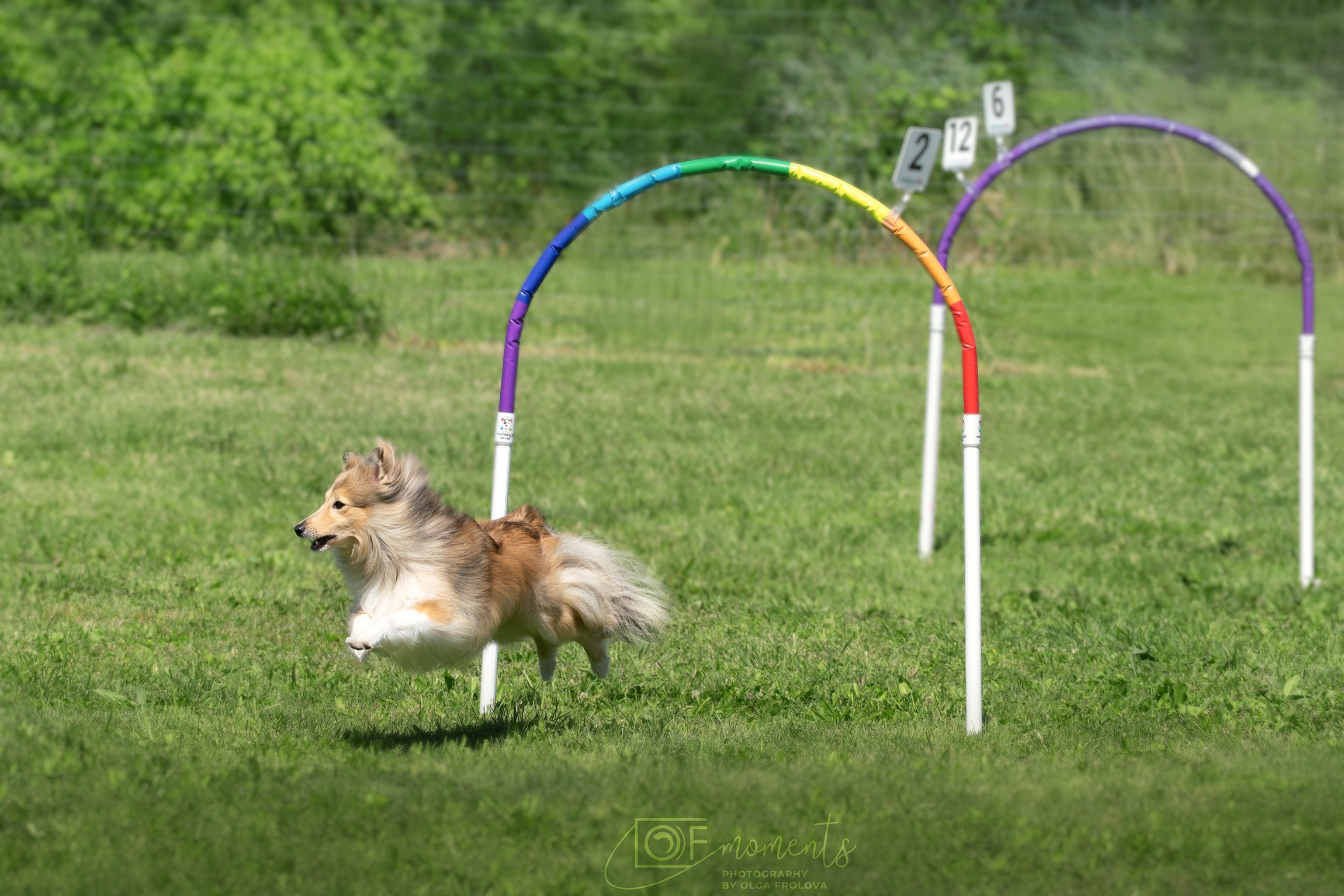 HOOPERS. Fotografa a Riccione, ritratti di bambini e famiglia, animali domestici