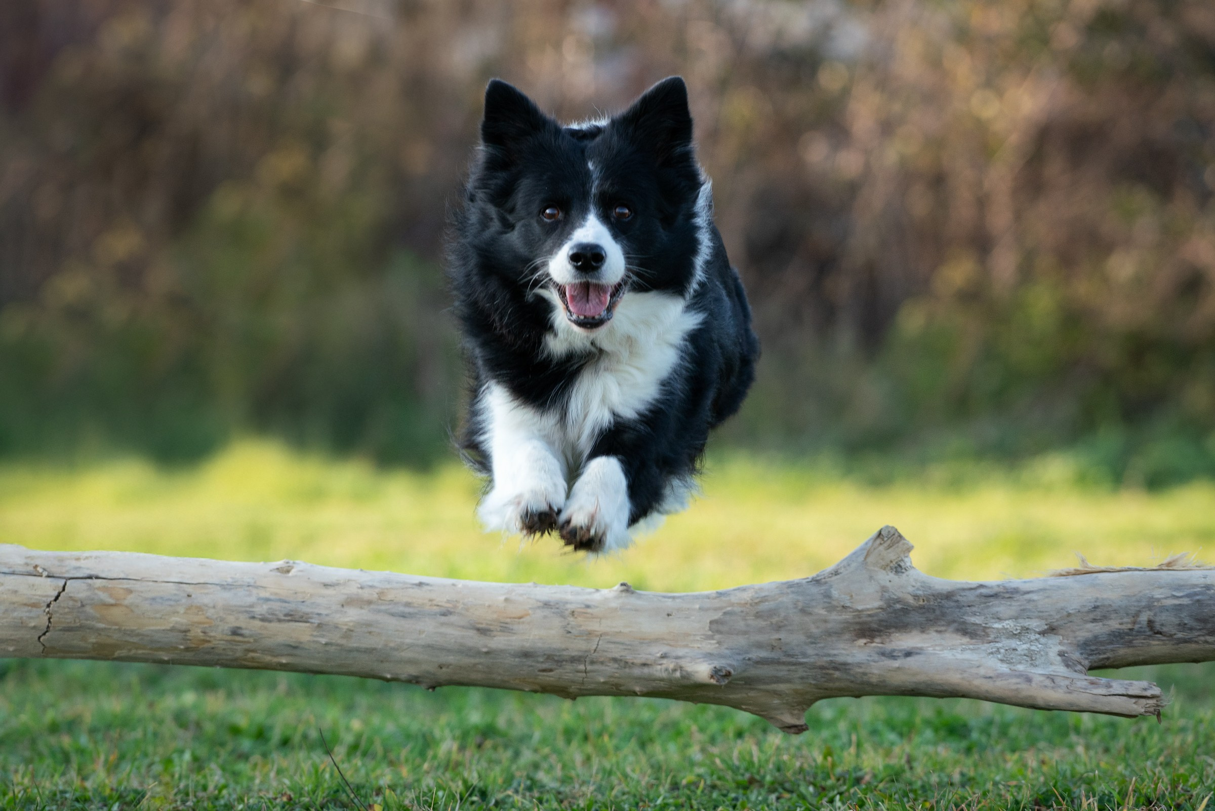 Fotografo Riccione, fotografie al aperto, famiglie, ritratti, bambini, animali domestici, fotografia cani a riccione, rimini, emilia romagna. Fotografa a Riccione, ritratti di bambini e famiglia, animali domestici