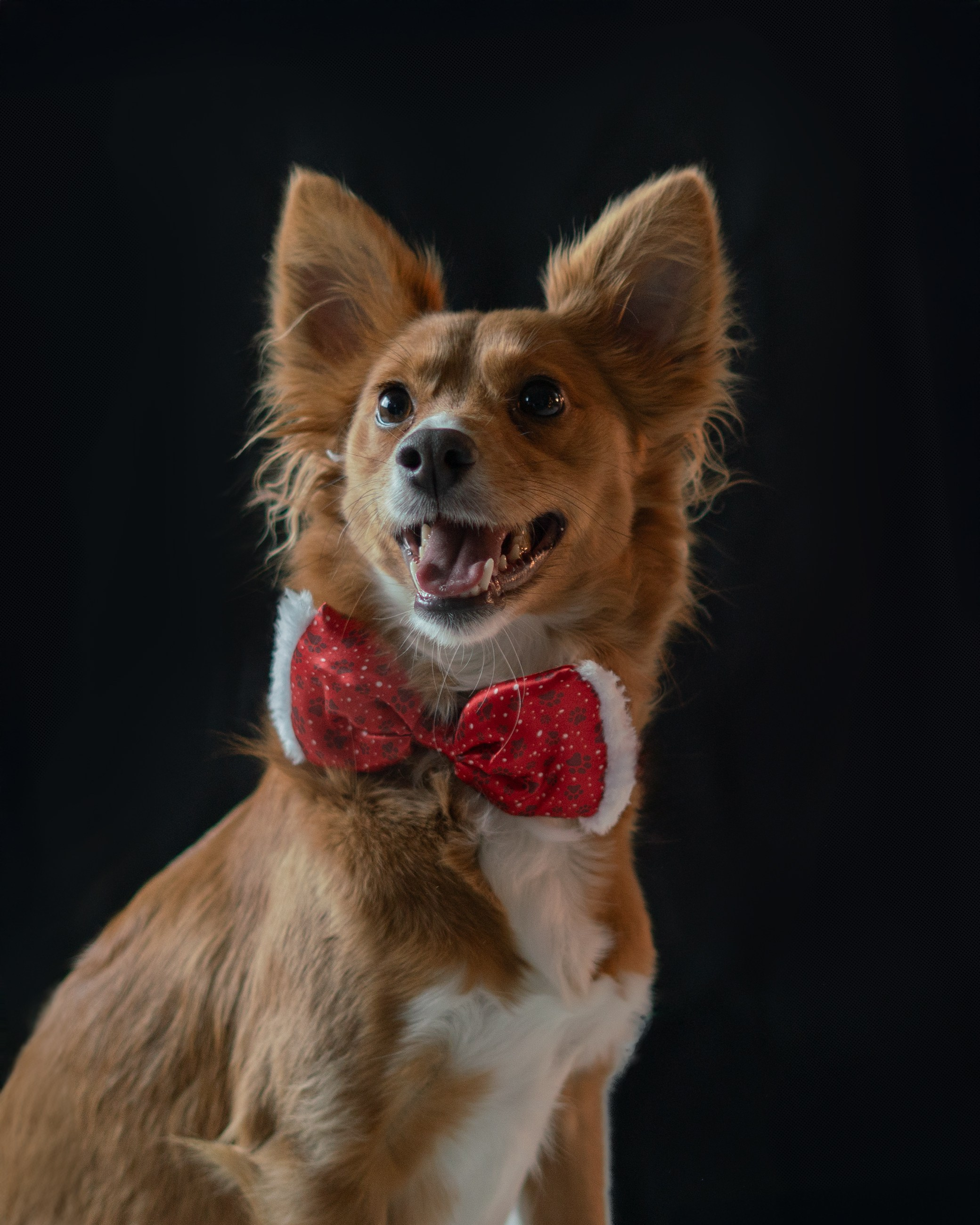 POSTPRODUZIONE. Fotografa a Riccione, ritratti di bambini e famiglia, animali domestici
