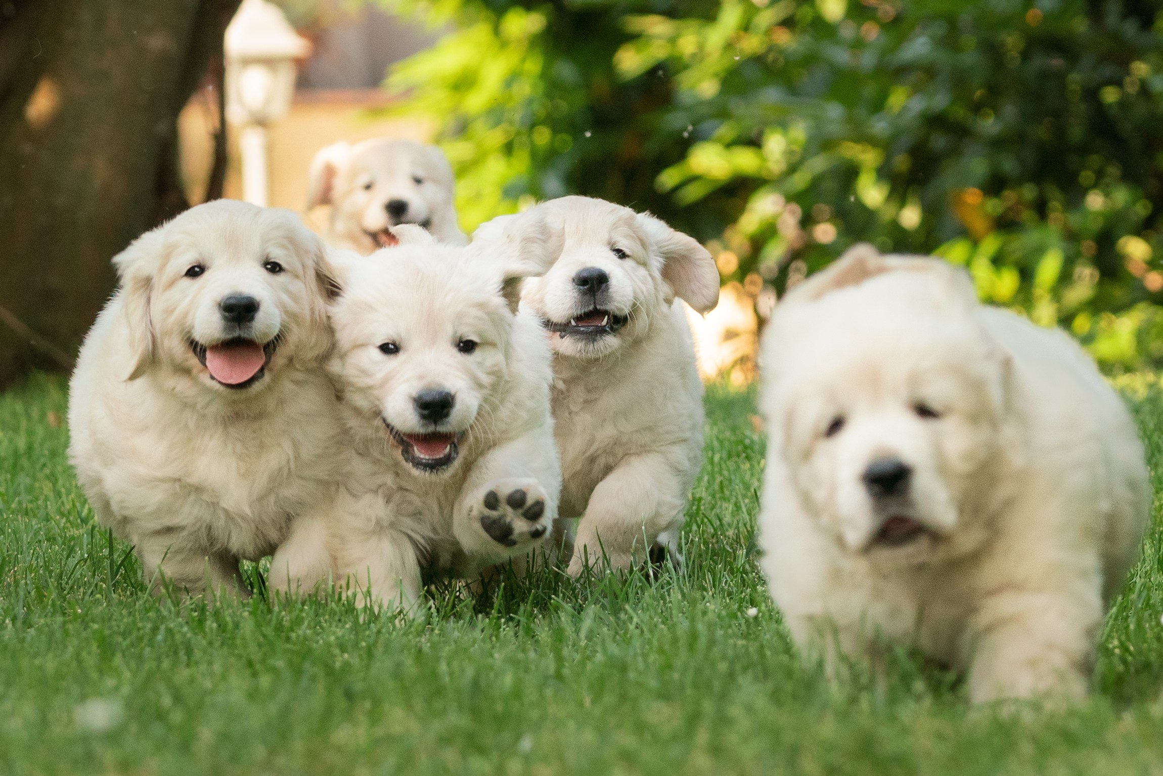 Fotografa a Riccione, ritratti di bambini e famiglia, animali domestici