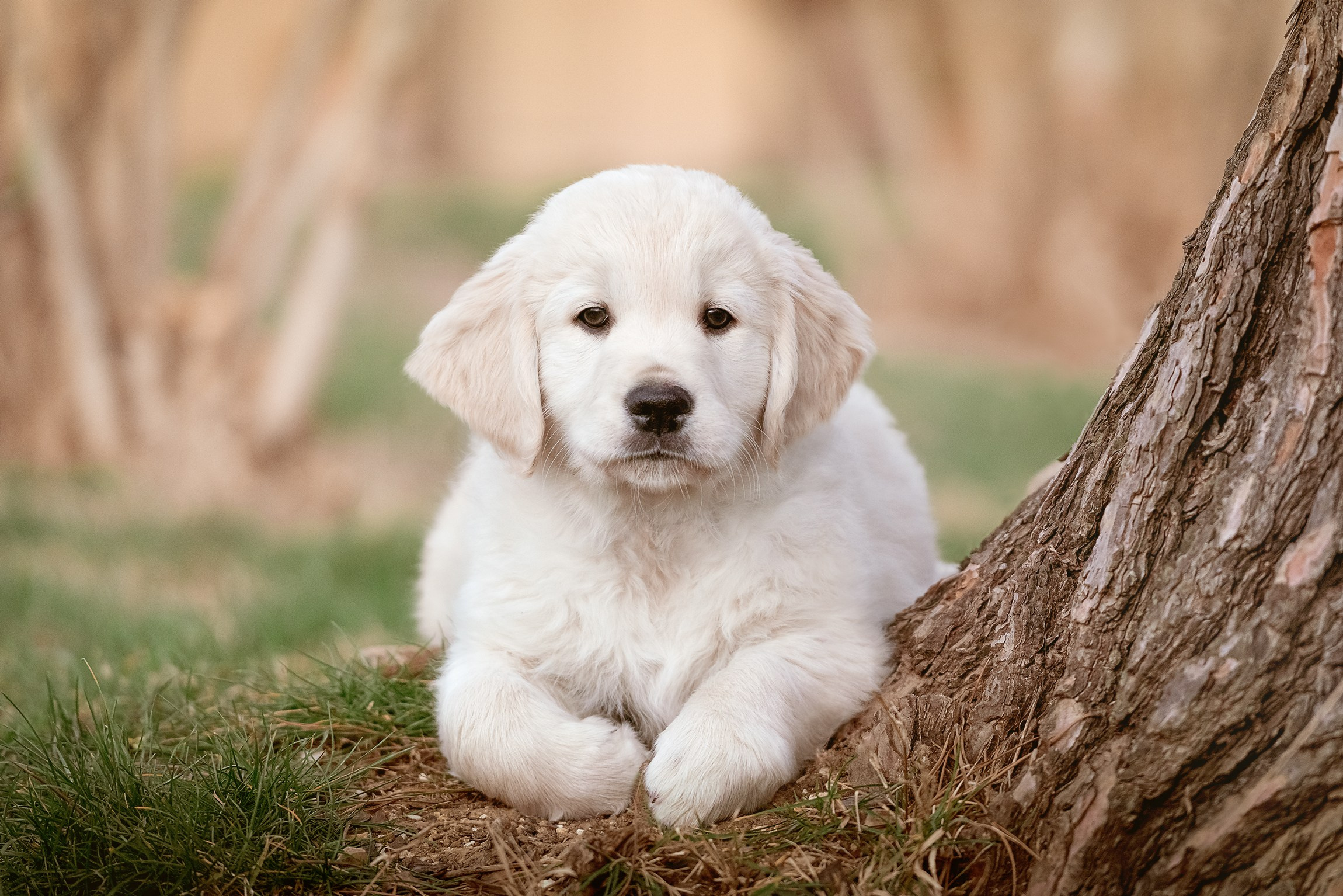 Fotografo Riccione, fotografie al aperto, famiglie, ritratti, bambini, animali domestici, fotografia cani a riccione, rimini, emilia romagna. Fotografa a Riccione, ritratti di bambini e famiglia, animali domestici