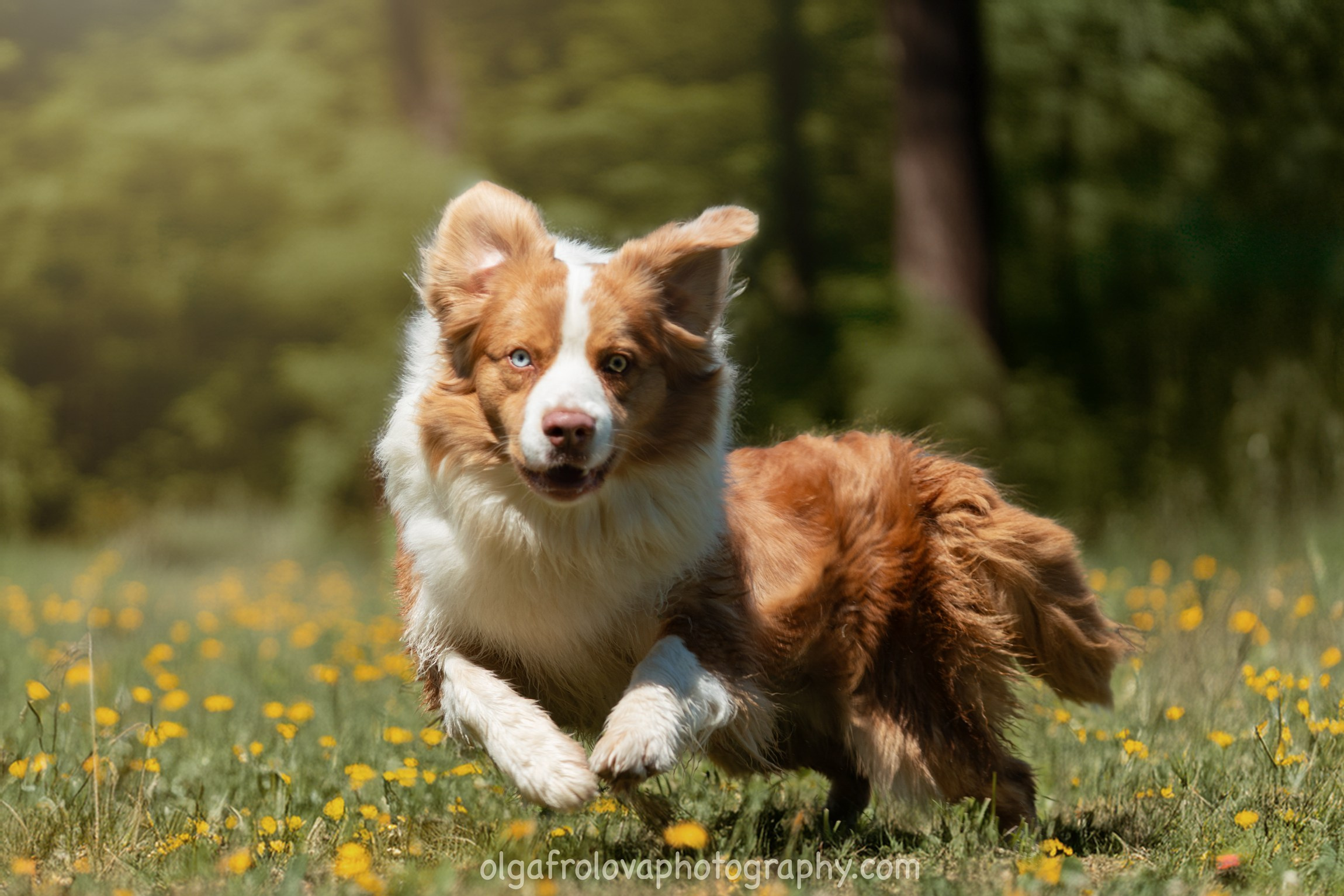 Fotografo Riccione, fotografie al aperto, famiglie, ritratti, bambini, animali domestici, fotografia cani a riccione, rimini, emilia romagna. Fotografa a Riccione, ritratti di bambini e famiglia, animali domestici