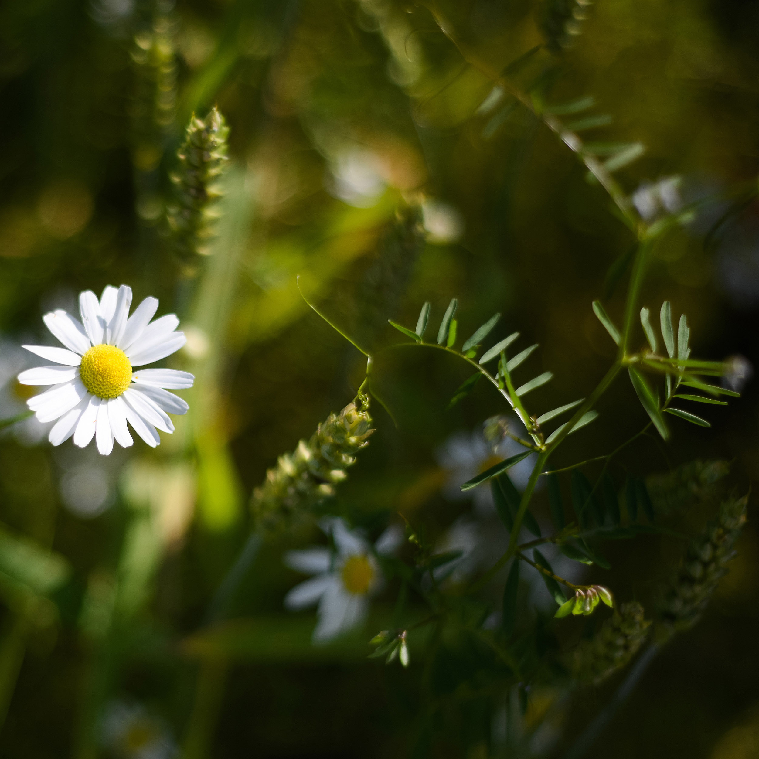 Kamiller. Family and wedding photographer in Norway Bublik Polina