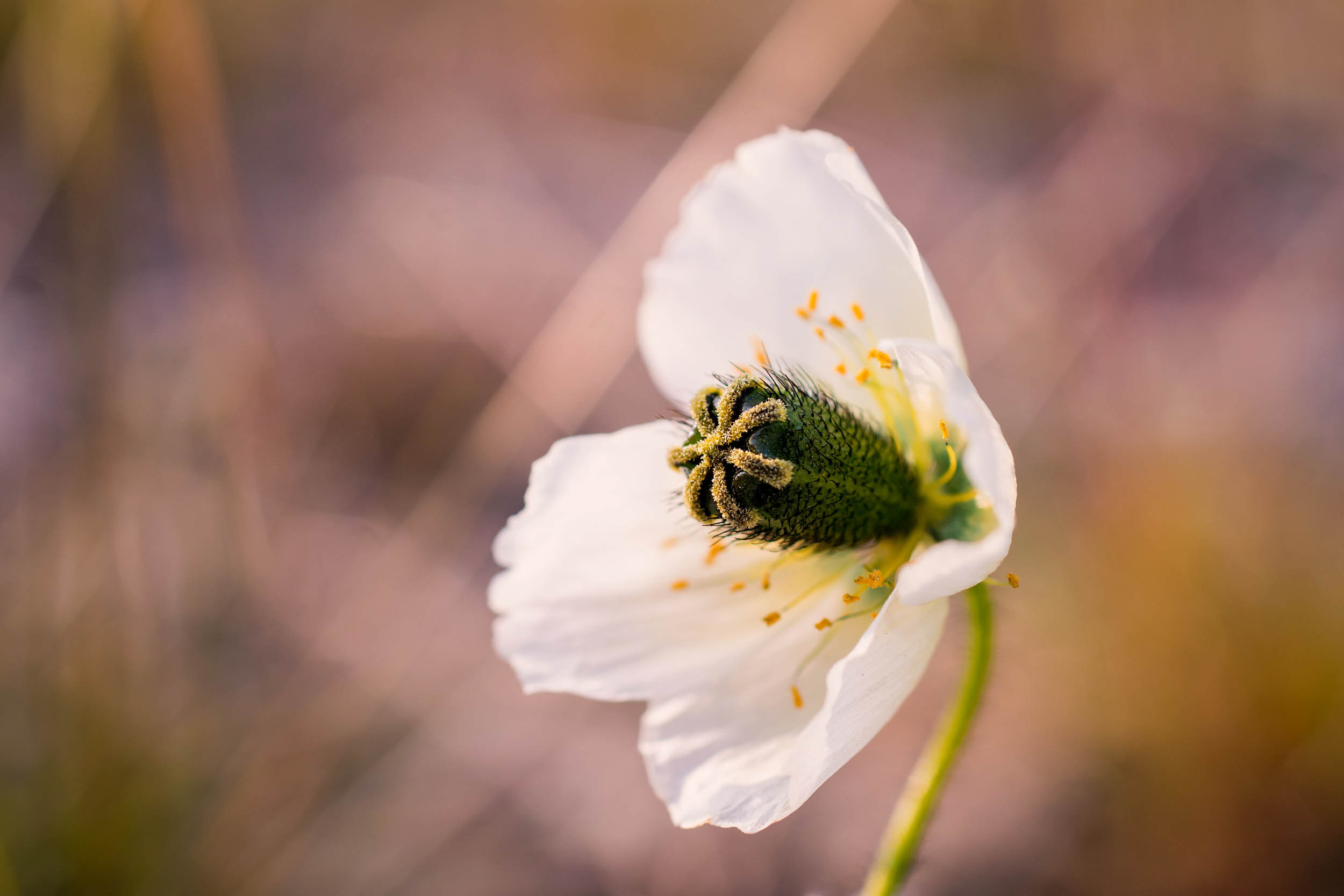 Svalbard. Summer. Family and wedding photographer in Norway Bublik Polina