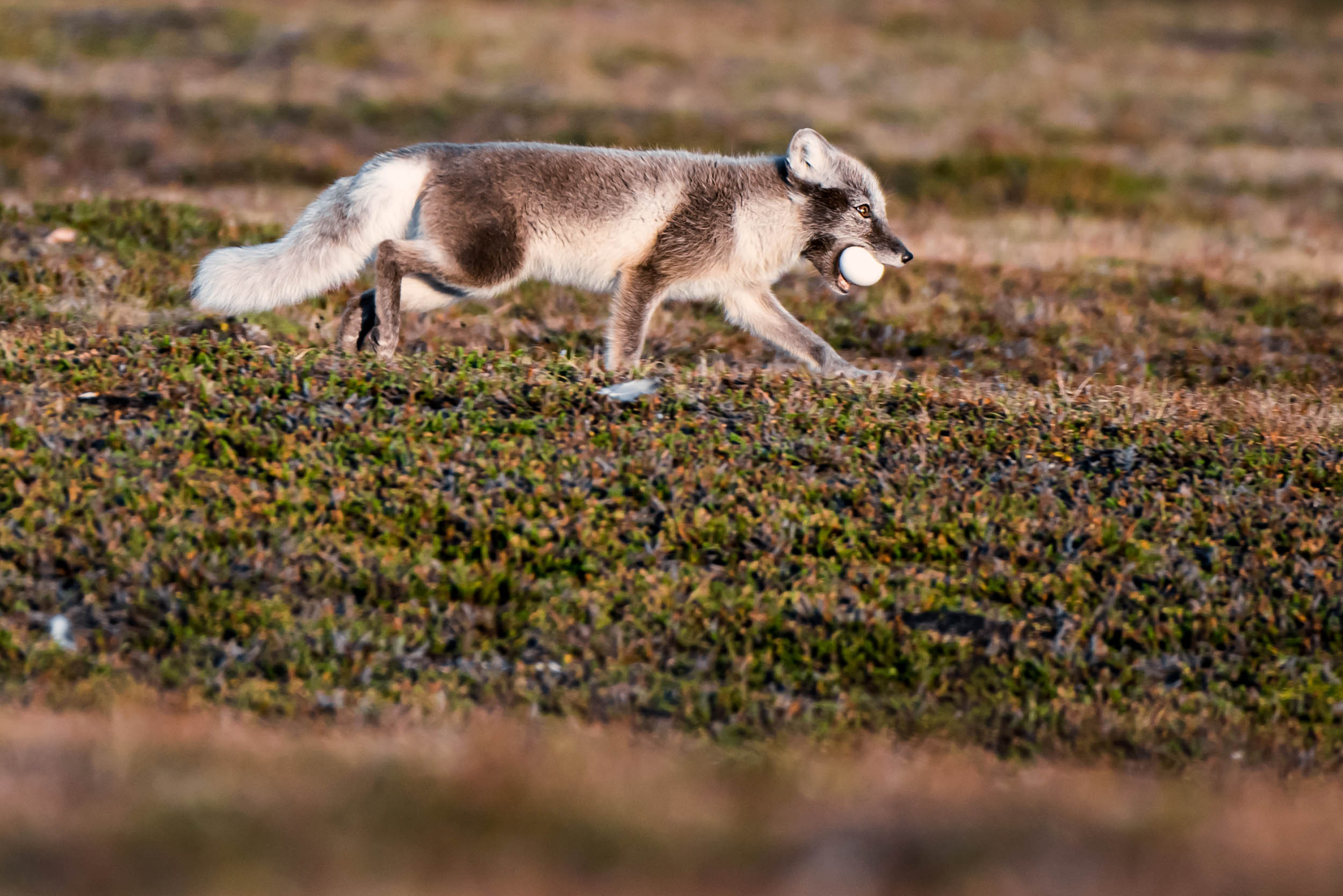 Svalbard. Summer. Family and wedding photographer in Norway Bublik Polina