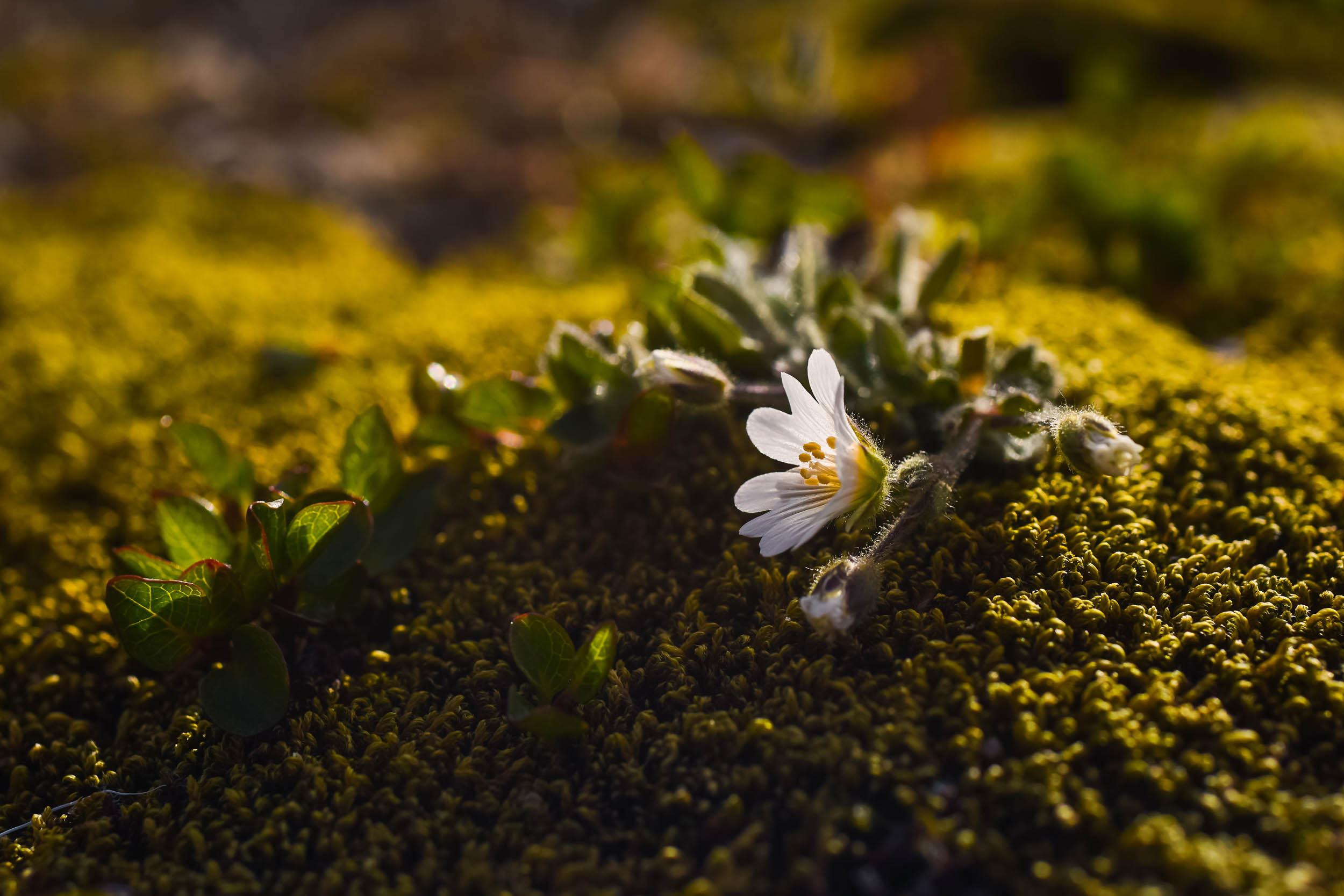 Svalbard. Summer. Family and wedding photographer in Norway Bublik Polina