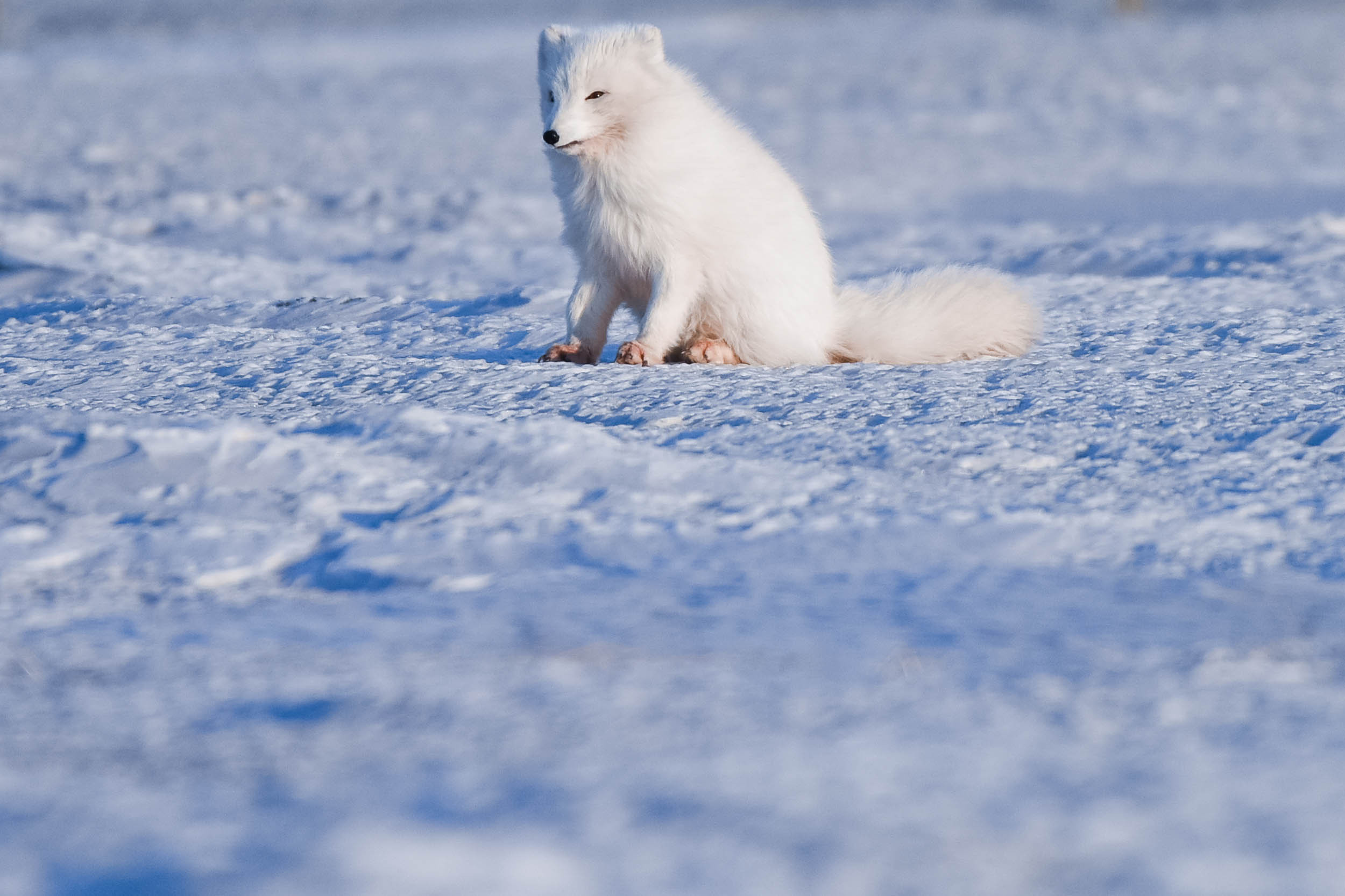 Svalbard. Winter. Day. Family and wedding photographer in Norway Bublik Polina