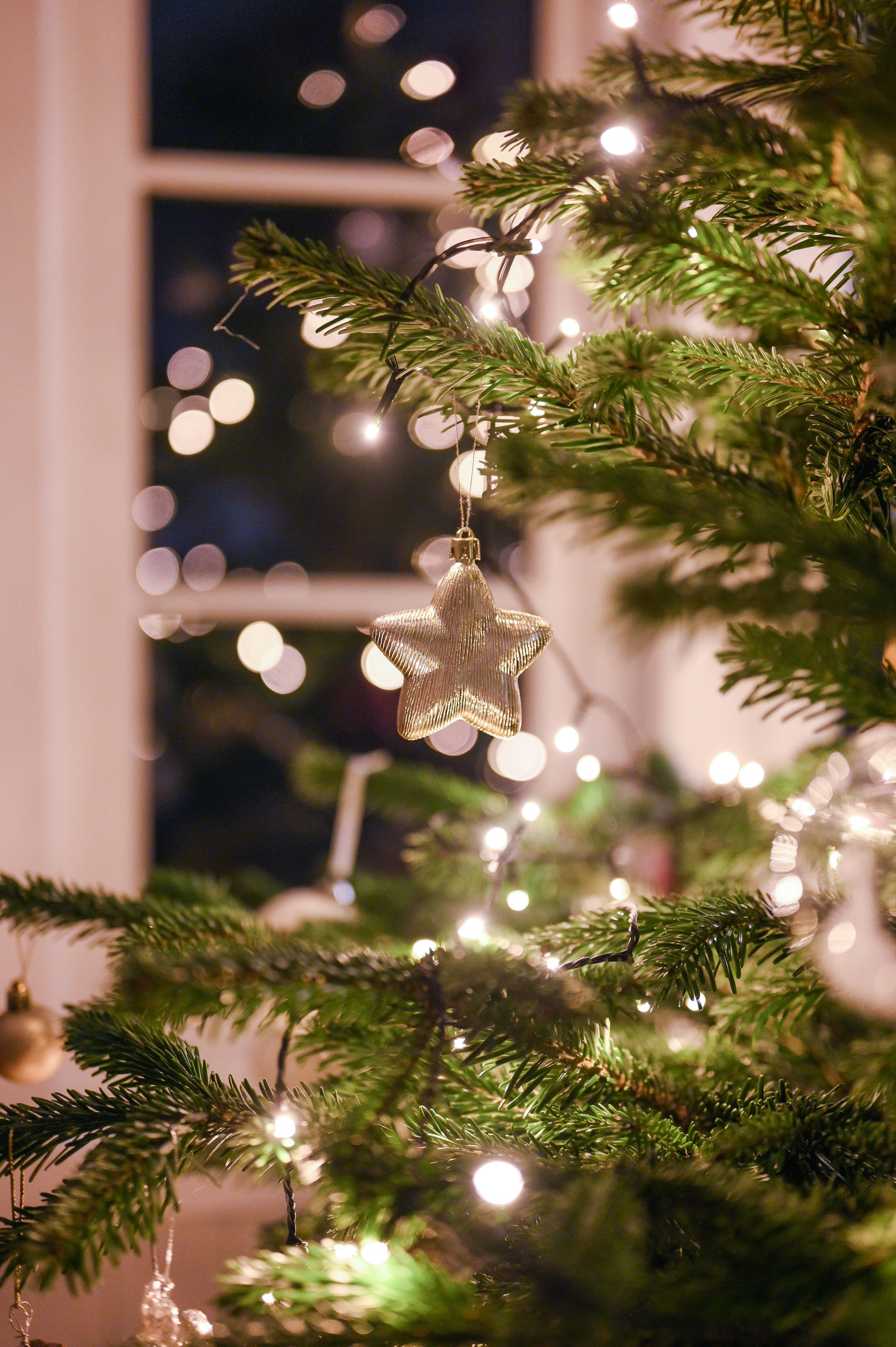 Juletre. Family and wedding photographer in Norway Bublik Polina