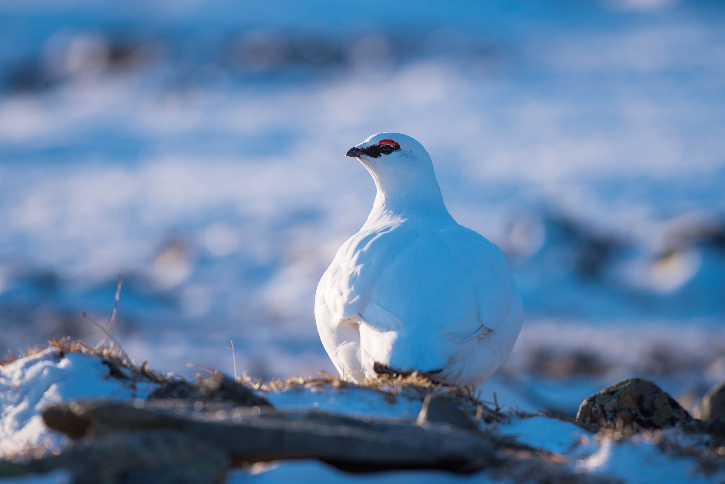 Svalbard. Winter. Day. Family and wedding photographer in Norway Bublik Polina