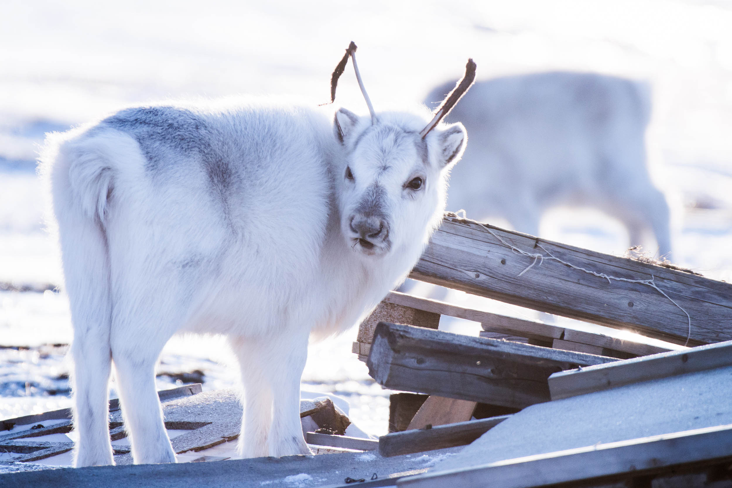 Svalbard. Winter. Day. Family and wedding photographer in Norway Bublik Polina