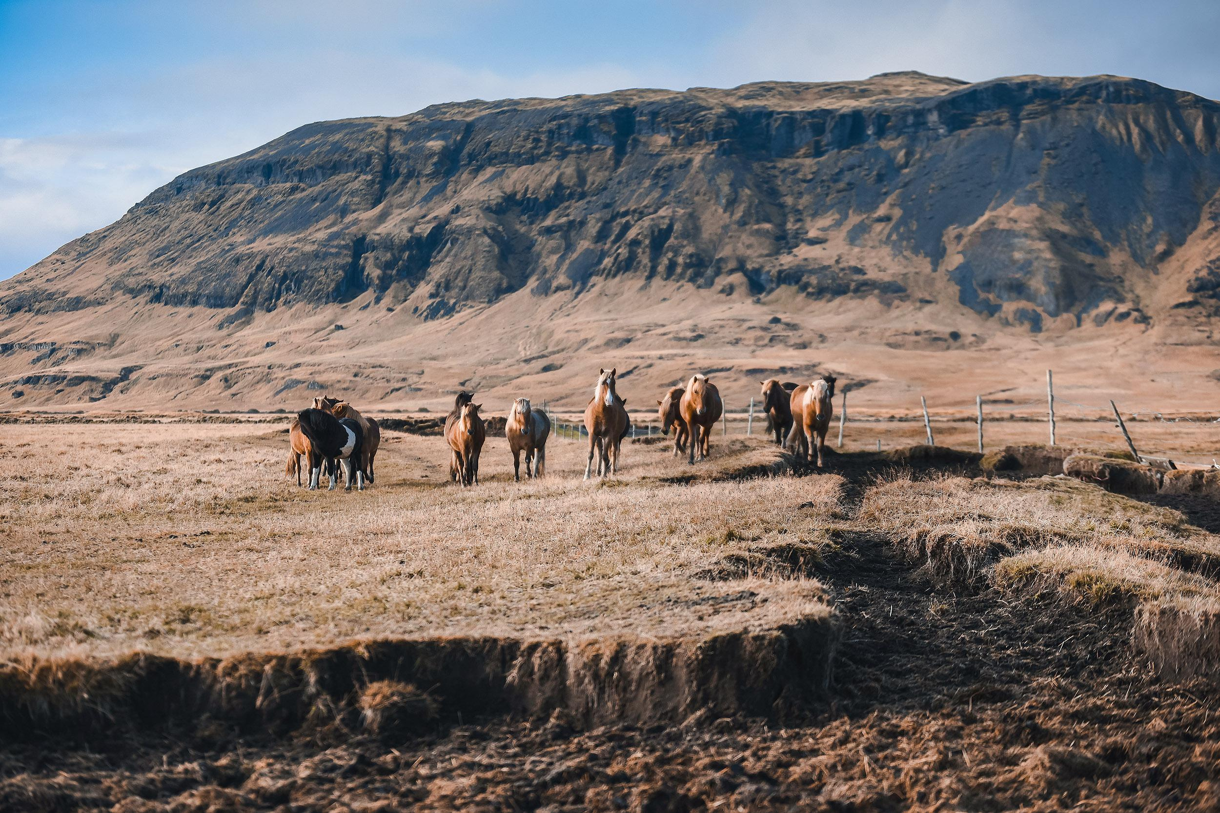 Iceland. Family and wedding photographer in Norway Bublik Polina