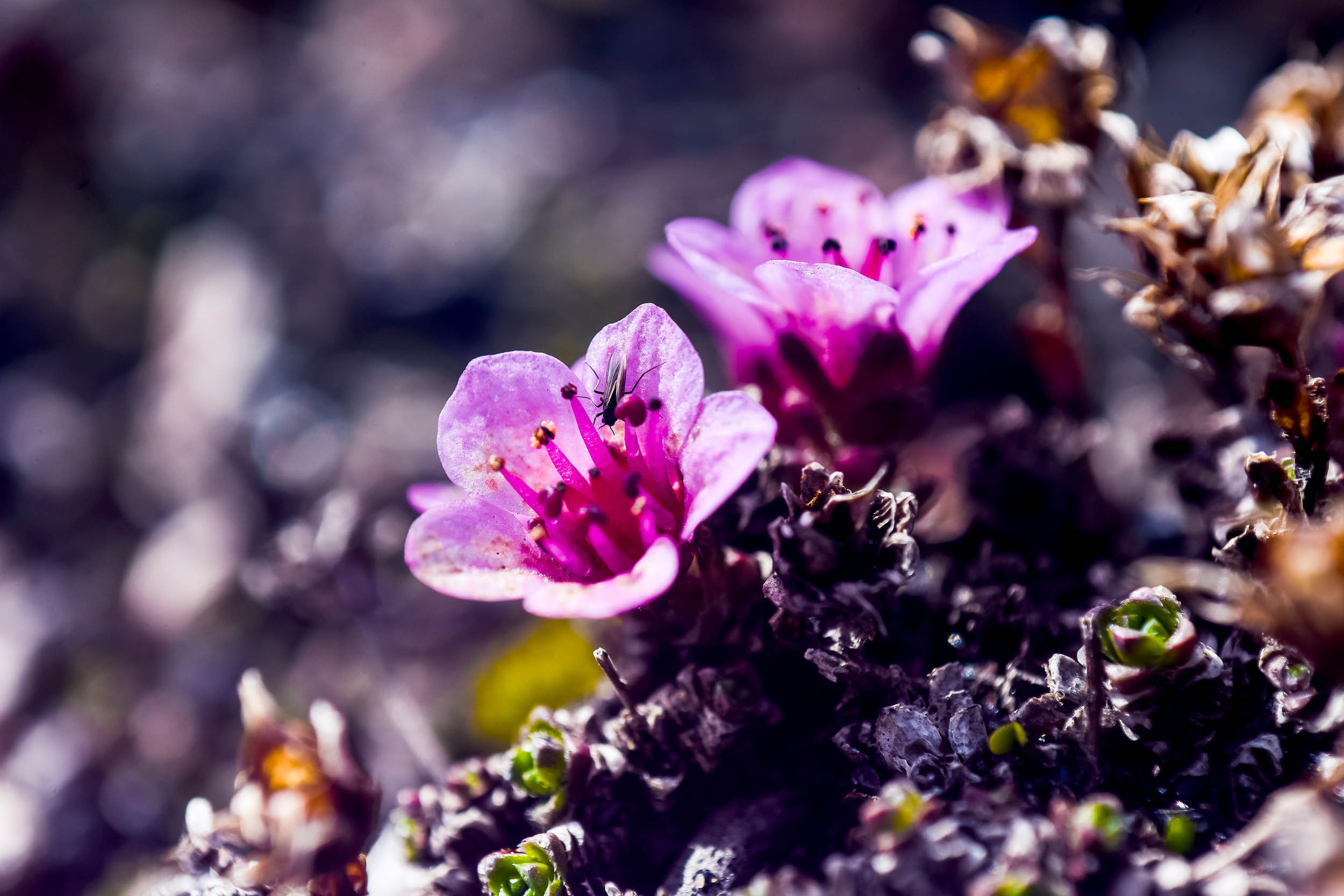 Svalbard. Summer. Family and wedding photographer in Norway Bublik Polina
