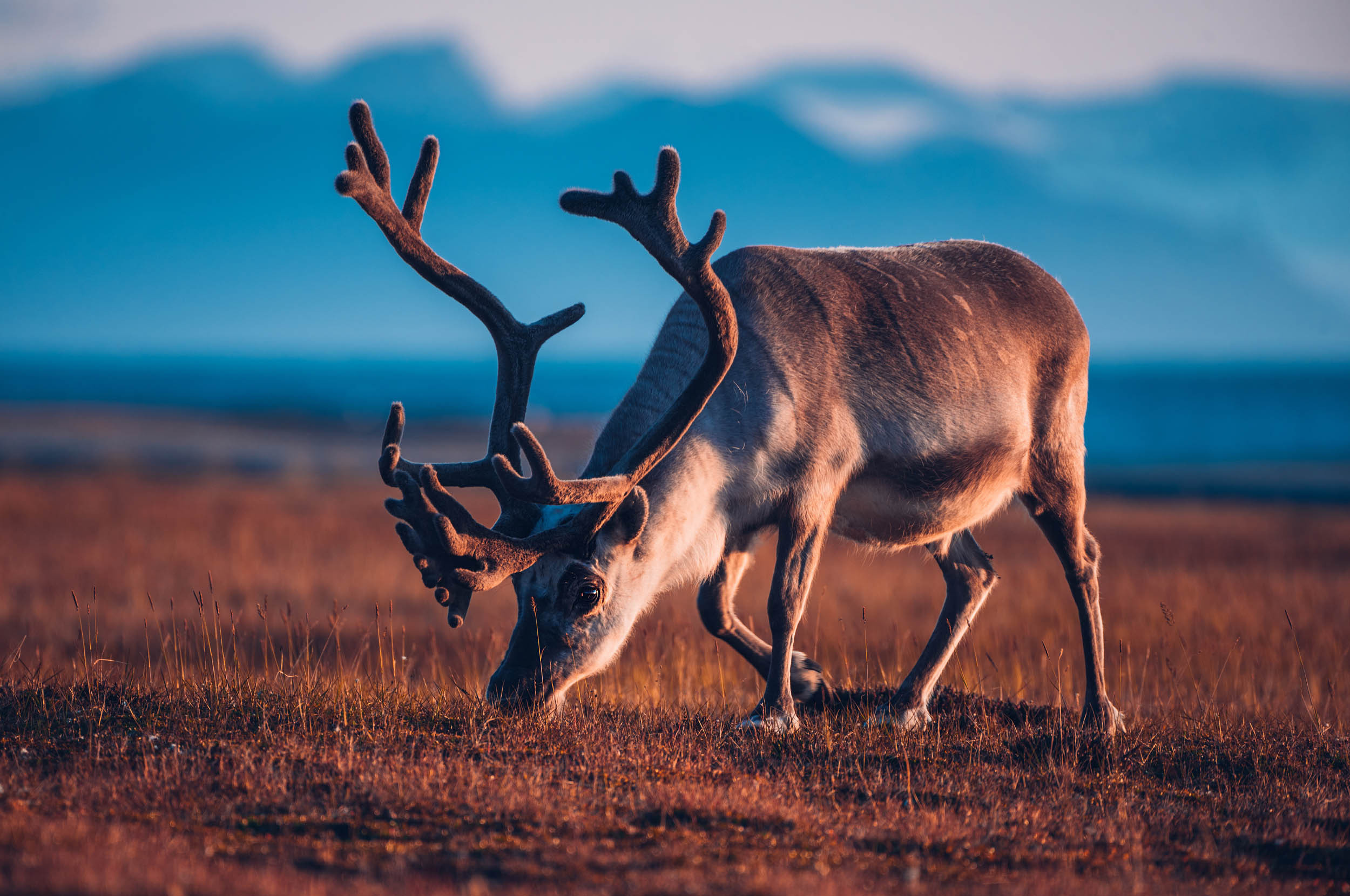 Svalbard. Summer. Family and wedding photographer in Norway Bublik Polina