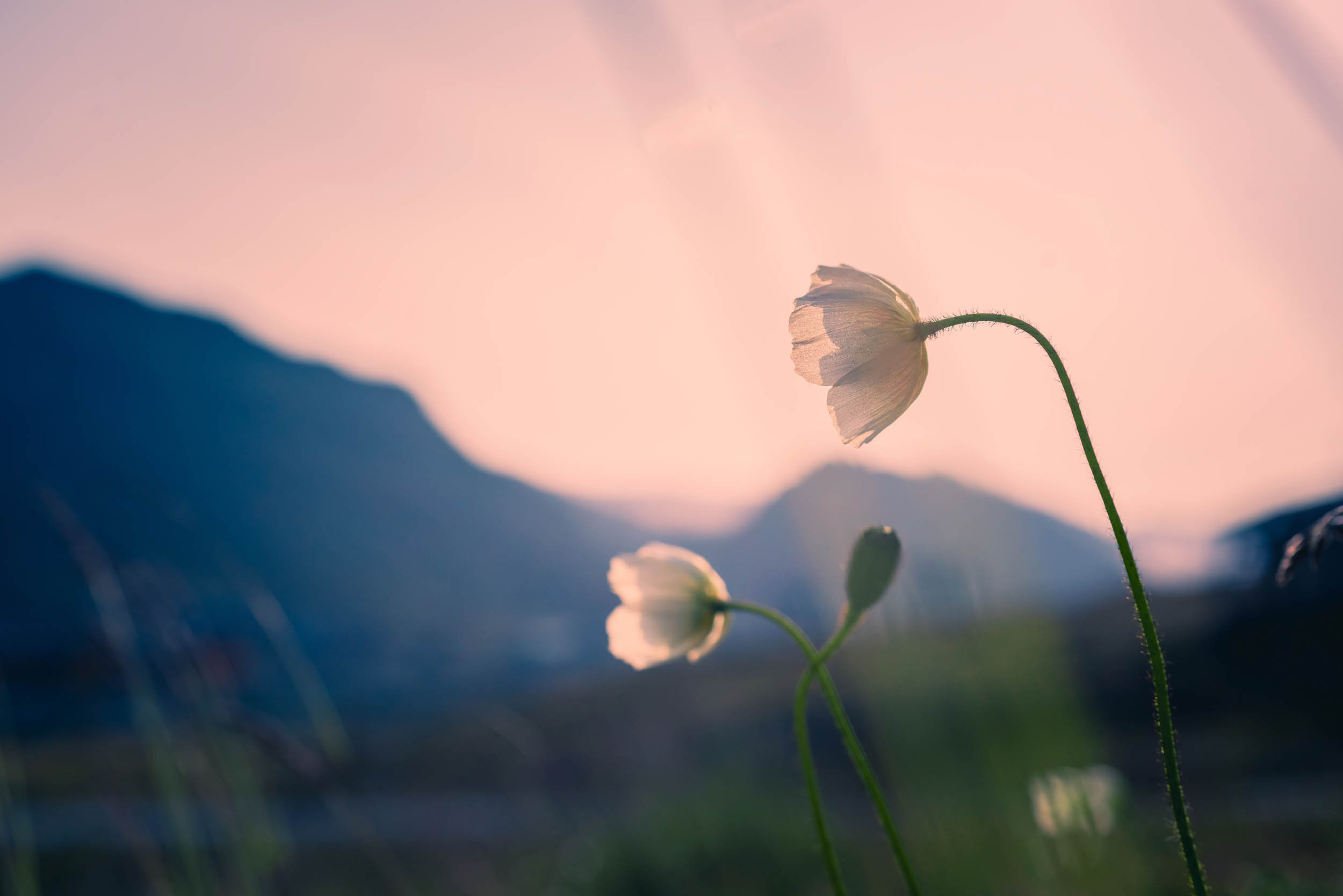 Svalbard. Summer. Family and wedding photographer in Norway Bublik Polina