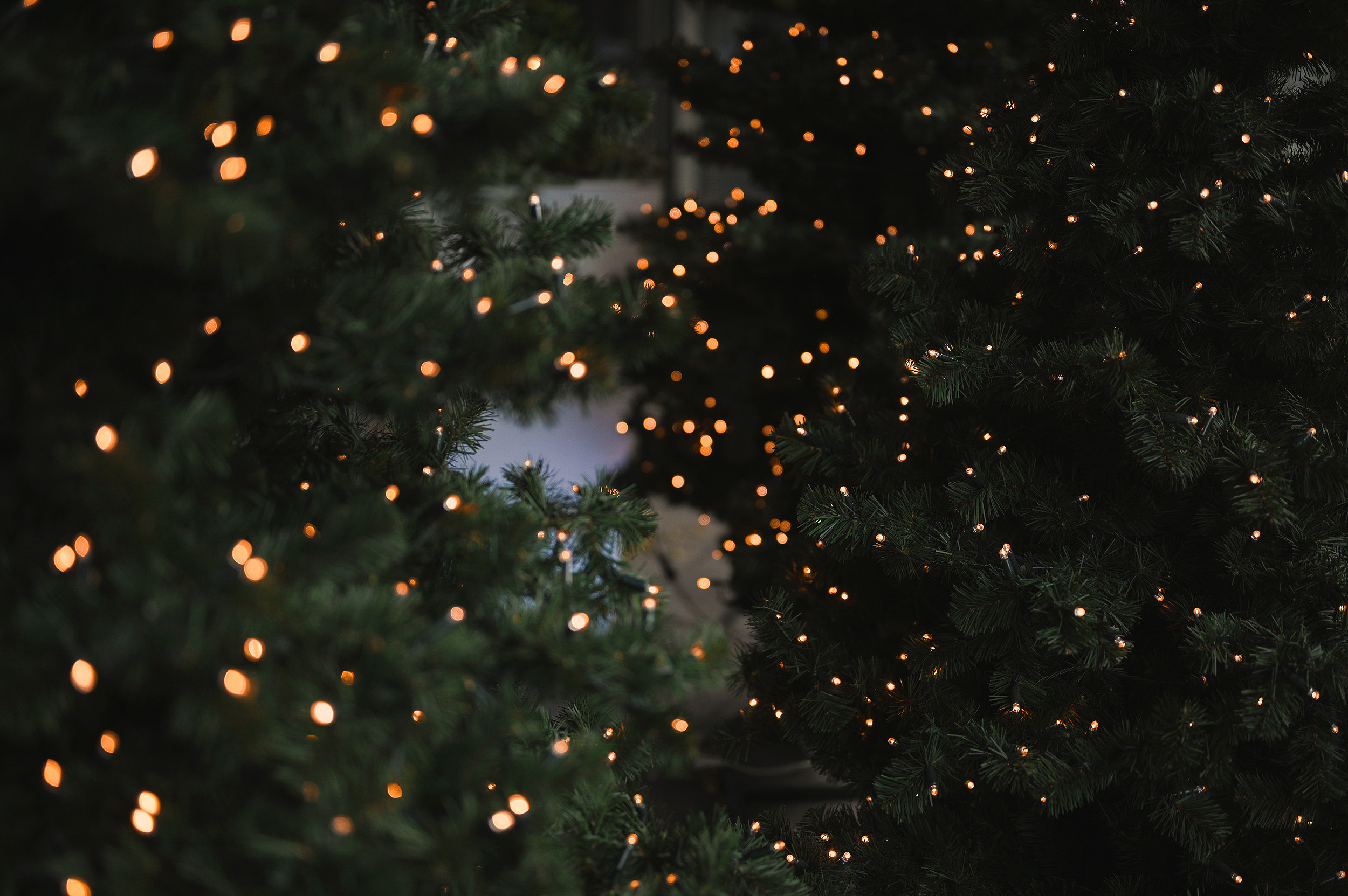 Jul i Oslo. Family and wedding photographer in Norway Bublik Polina