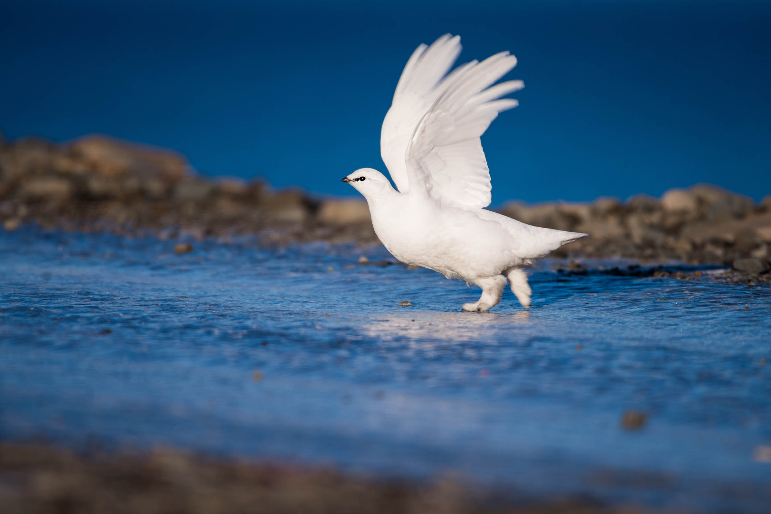 Svalbard. Winter. Day. Family and wedding photographer in Norway Bublik Polina