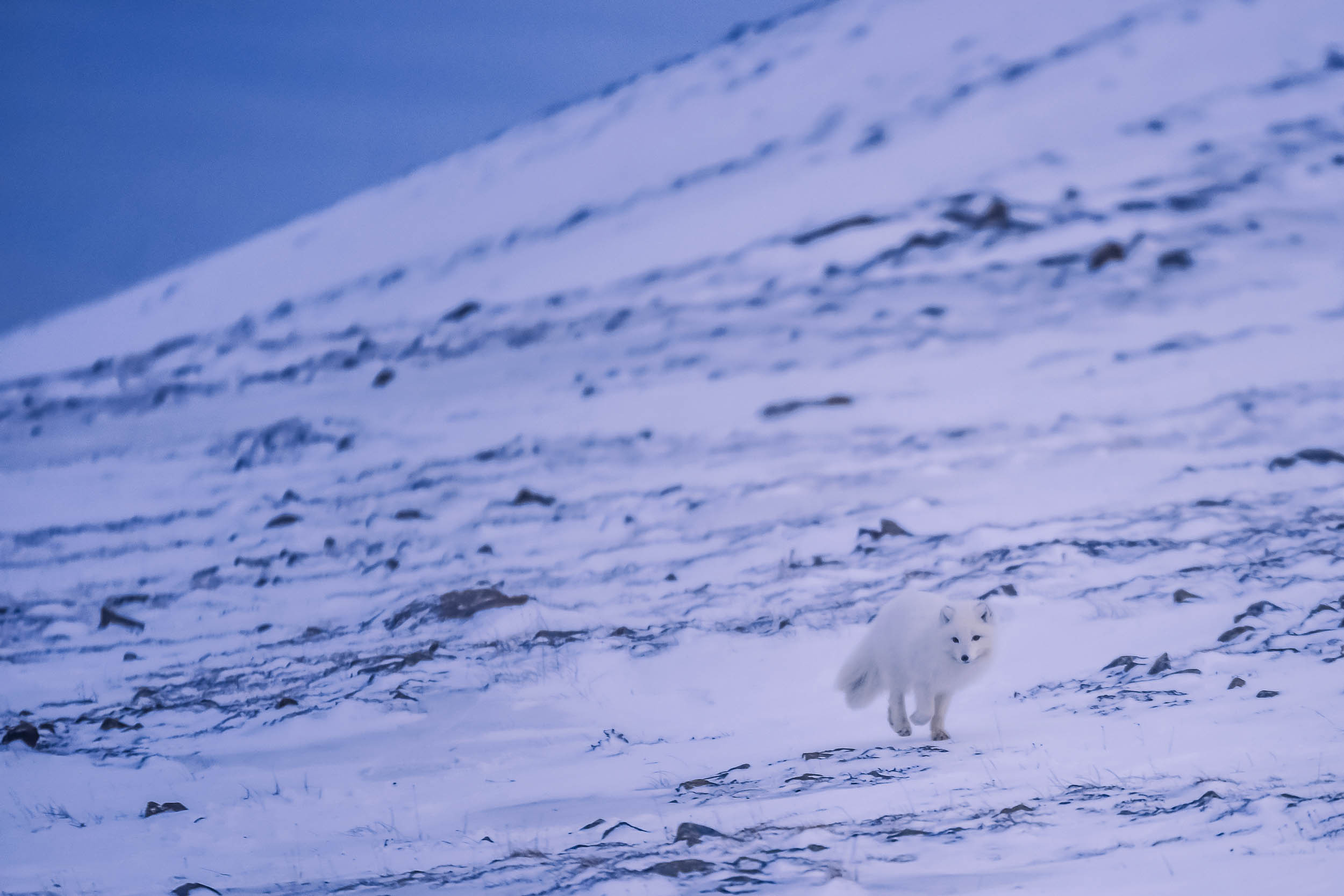 Svalbard. Winter. Day. Family and wedding photographer in Norway Bublik Polina
