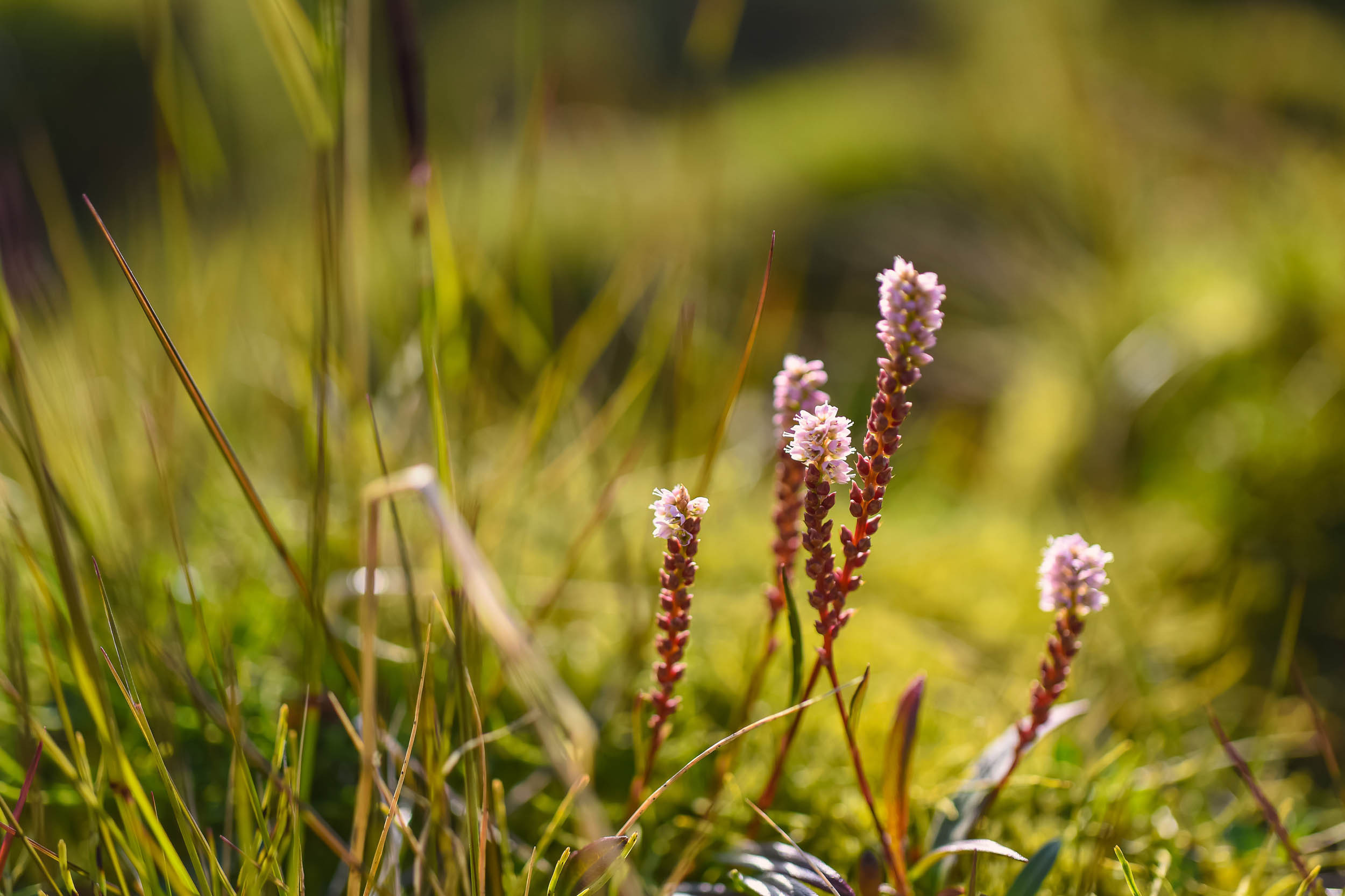 Svalbard. Summer. Family and wedding photographer in Norway Bublik Polina