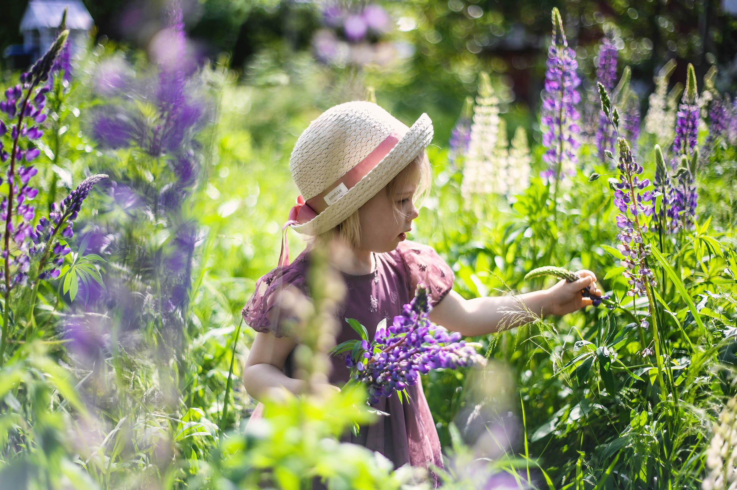 Lupin. Family and wedding photographer in Norway Bublik Polina