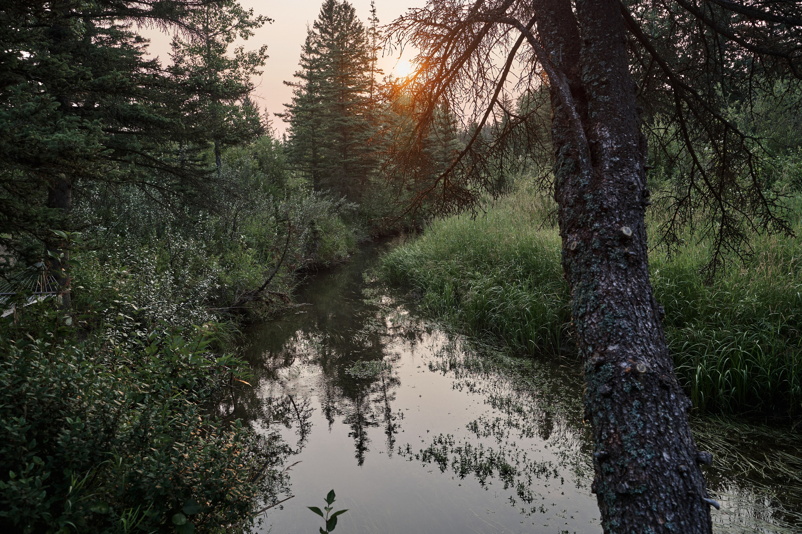 Natalie&Mat. A small, intimate wedding at Forgetmenot Lake, Kananaskis Park. Calgary wedding photo and video. Photographer Andrii Bielikov