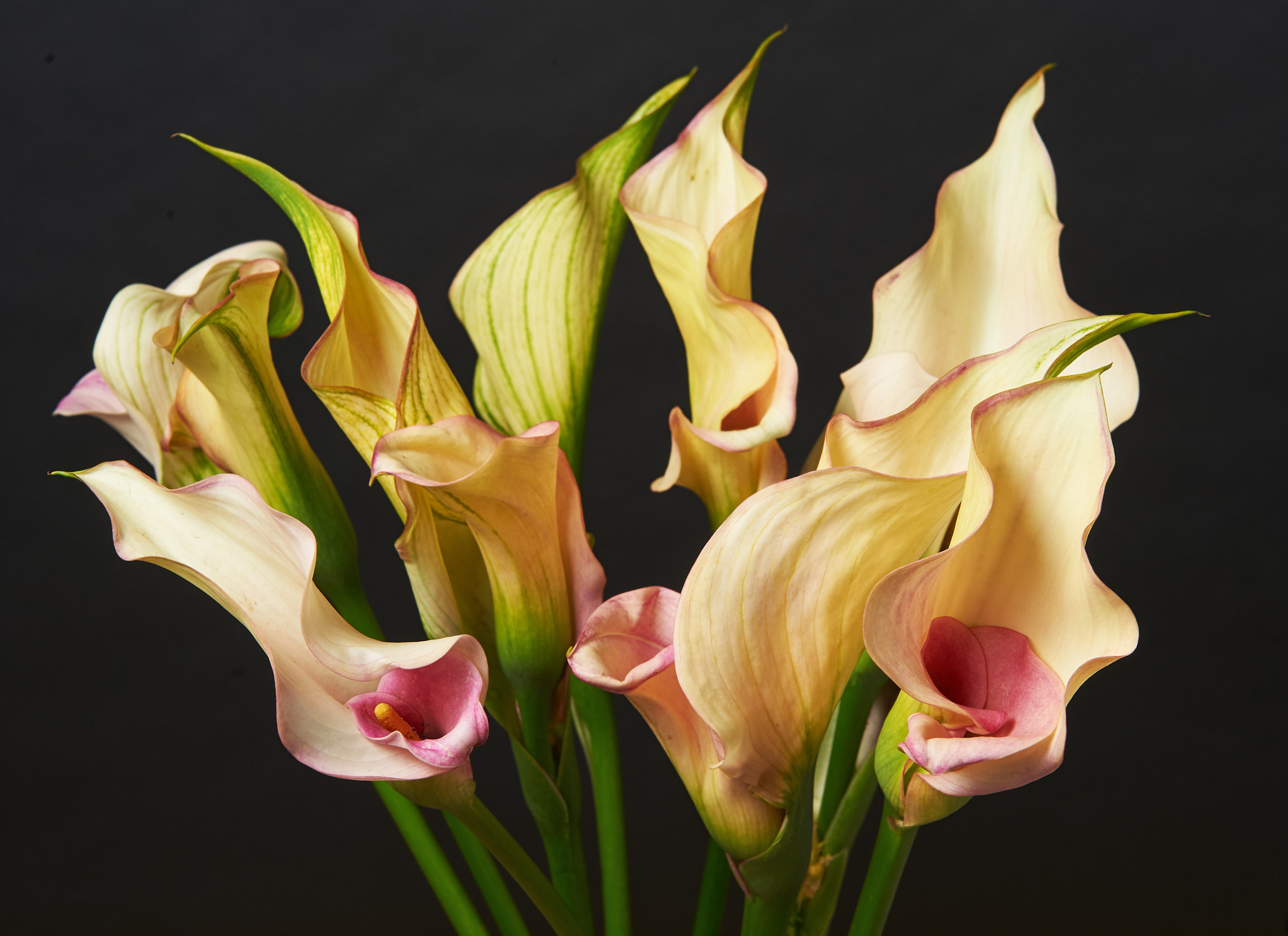 Products. Calgary wedding photo and video. Photographer Andrii Bielikov