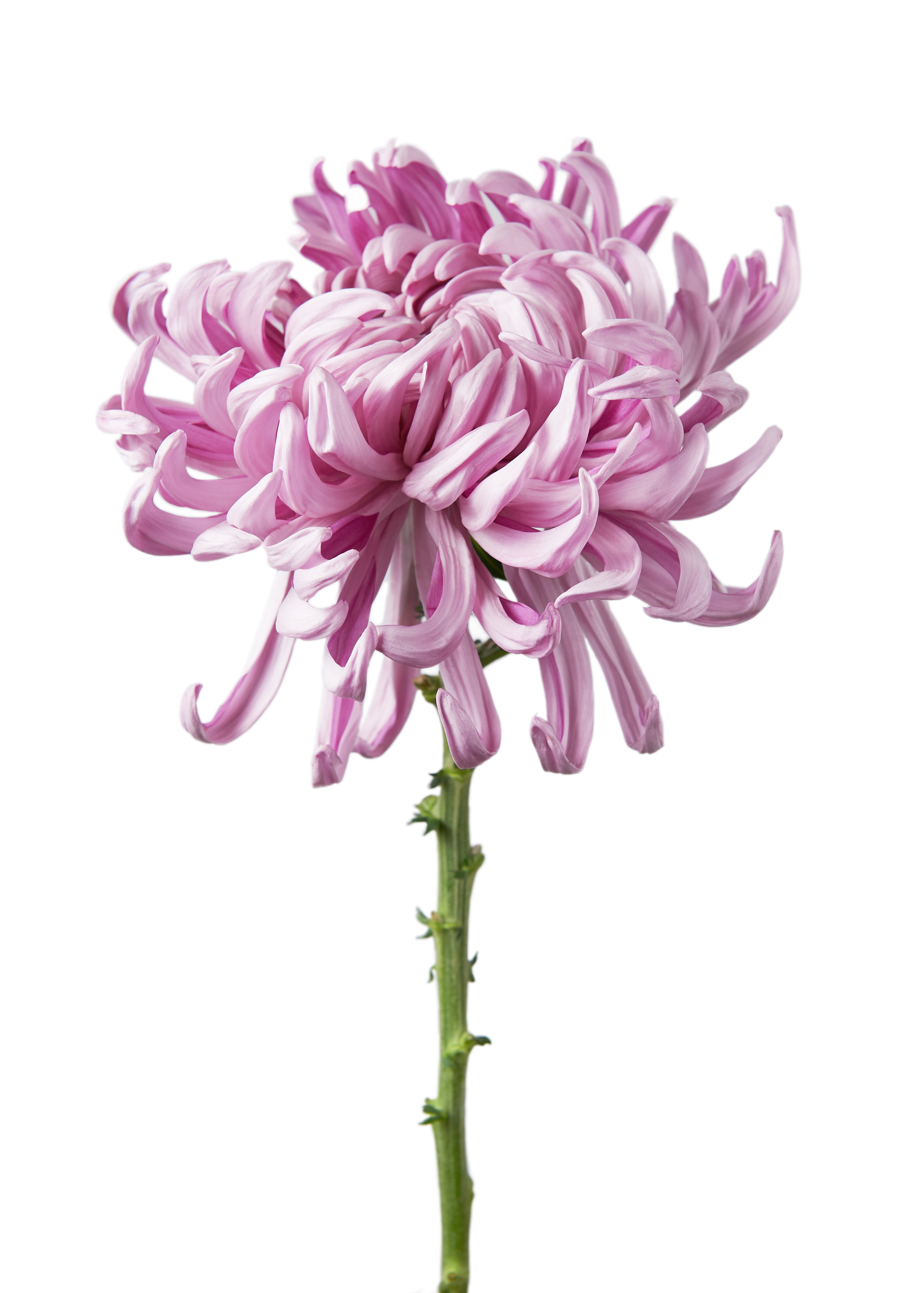 Products. Calgary wedding photo and video. Photographer Andrii Bielikov