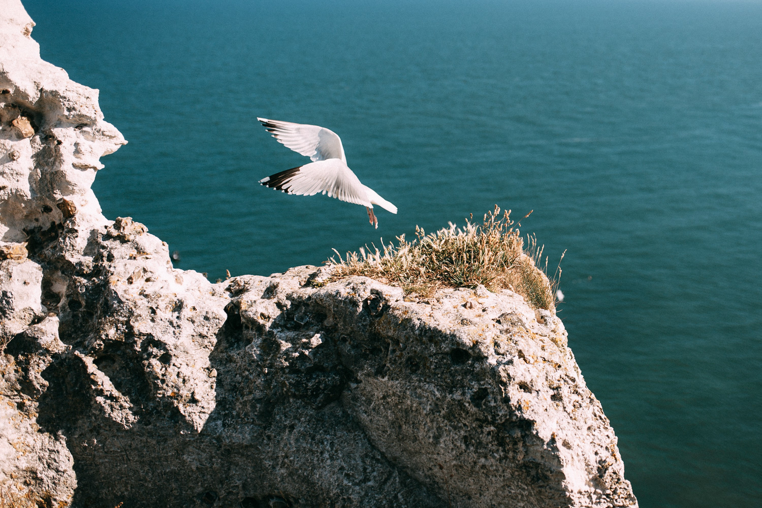 A seagull on a rock in Normandy.