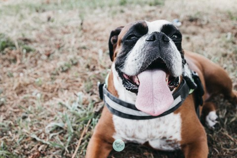 Sesiones fotográficas a mascotas. RabelByCris Fotógrafa en Coruña de Eventos, sesiones, mascotas