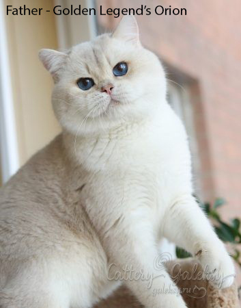 british shorthair golden, british shorthair golden cattery, british shorthair cattery greece, british golden chinchilla greece, british shorthair price, british shorthair Cyprus price, british shorthair Limassol price, cattery british shorthair Limassol, cattery british shorthair Cyprus, british shorthair kittens price, british kittens limassol, british shorthair limassol