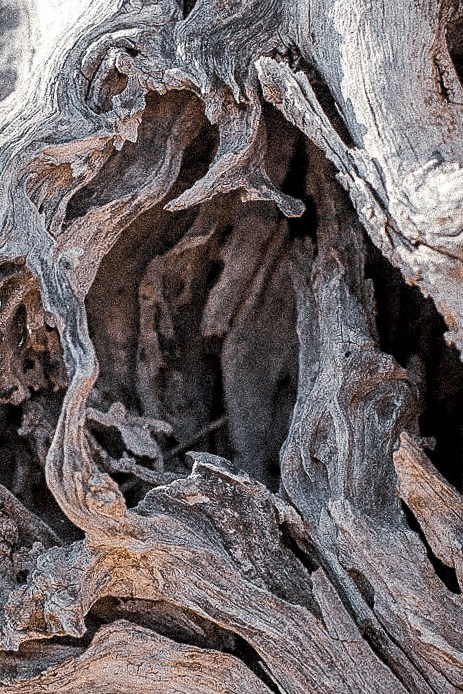 Olive deconstruction. Outdoor and art photographer. Alisa Lutchenkova