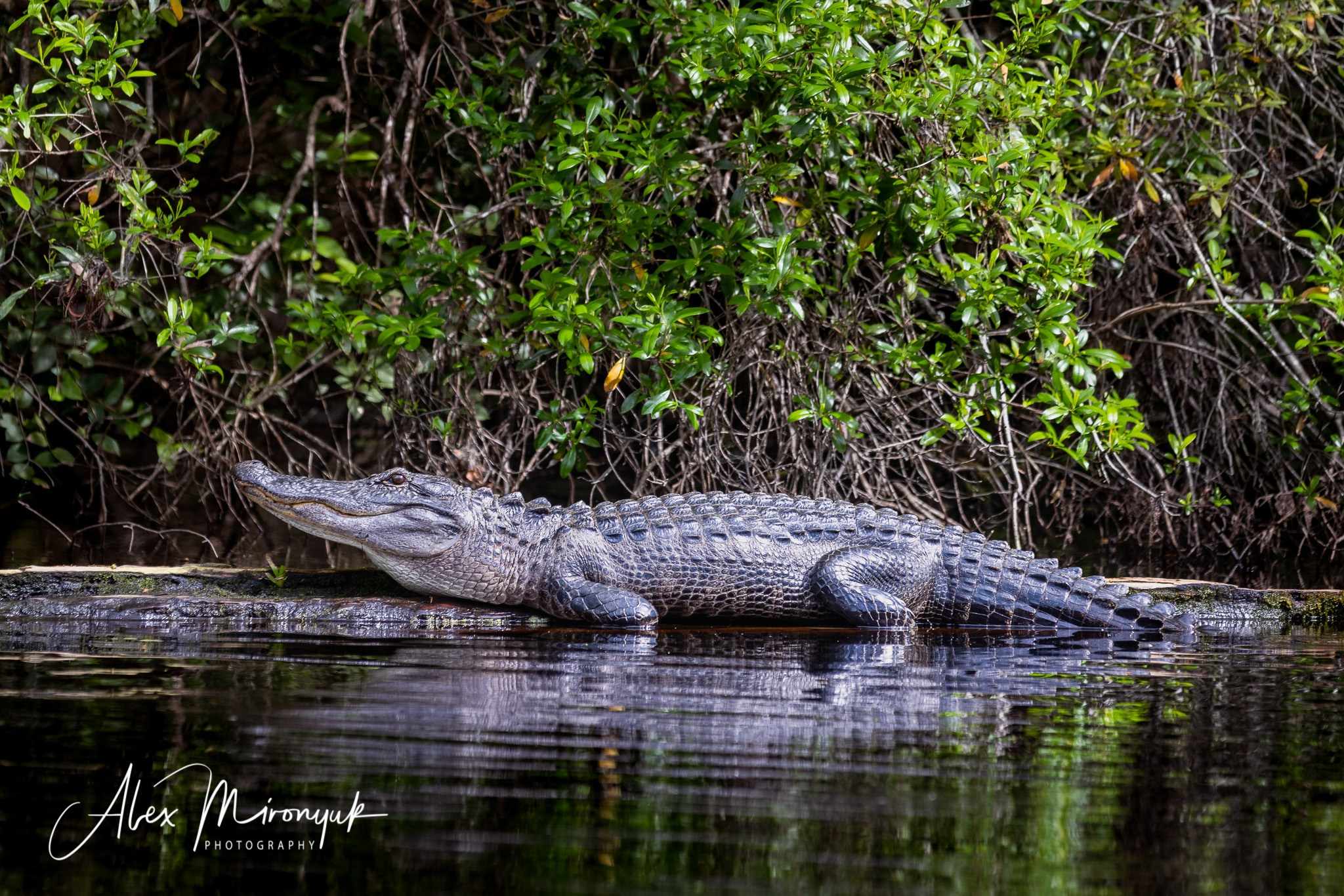 Exploring True Florida: Springs, Rivers & Manatees by Canoe. Pet, Senior, Landscape, portrait studio, photographer in Miami and Sou