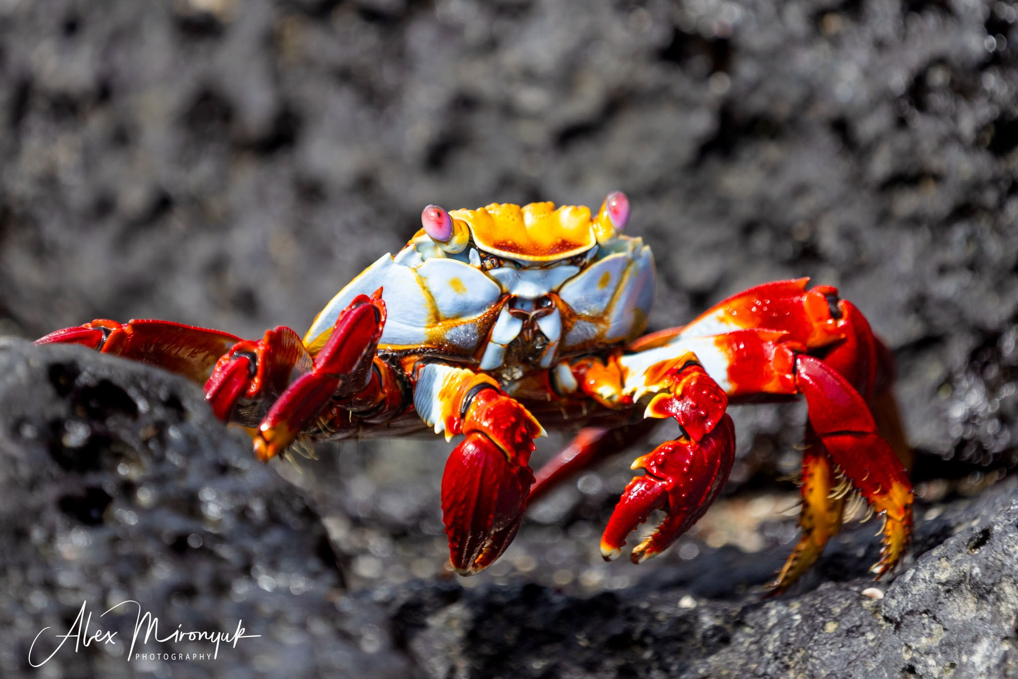 Galapagos Islands Adventure. Pet, Senior, Landscape, portrait studio, photographer in Miami and Sou