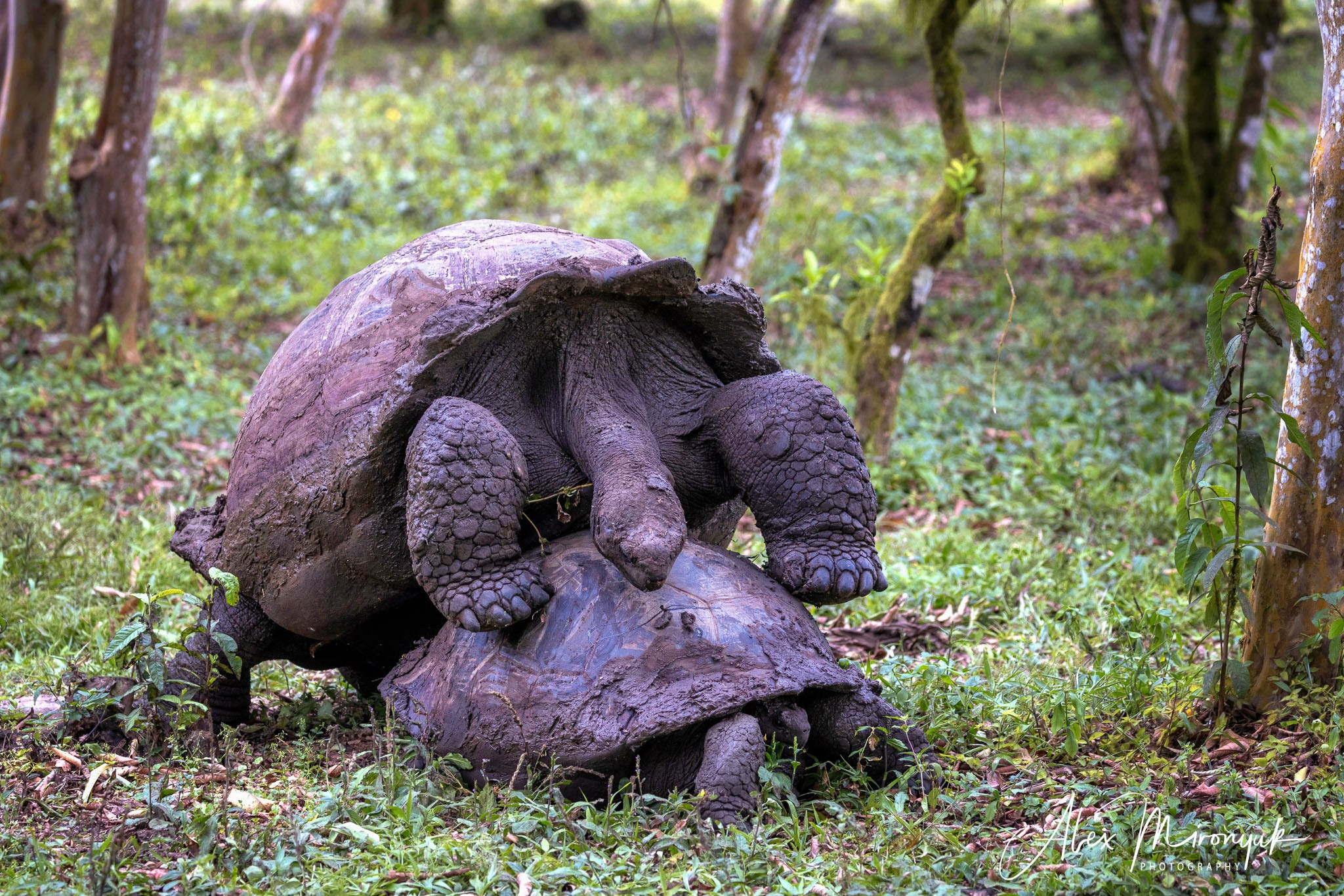 Galapagos Islands Adventure. Pet, Senior, Landscape, portrait studio, photographer in Miami and Sou