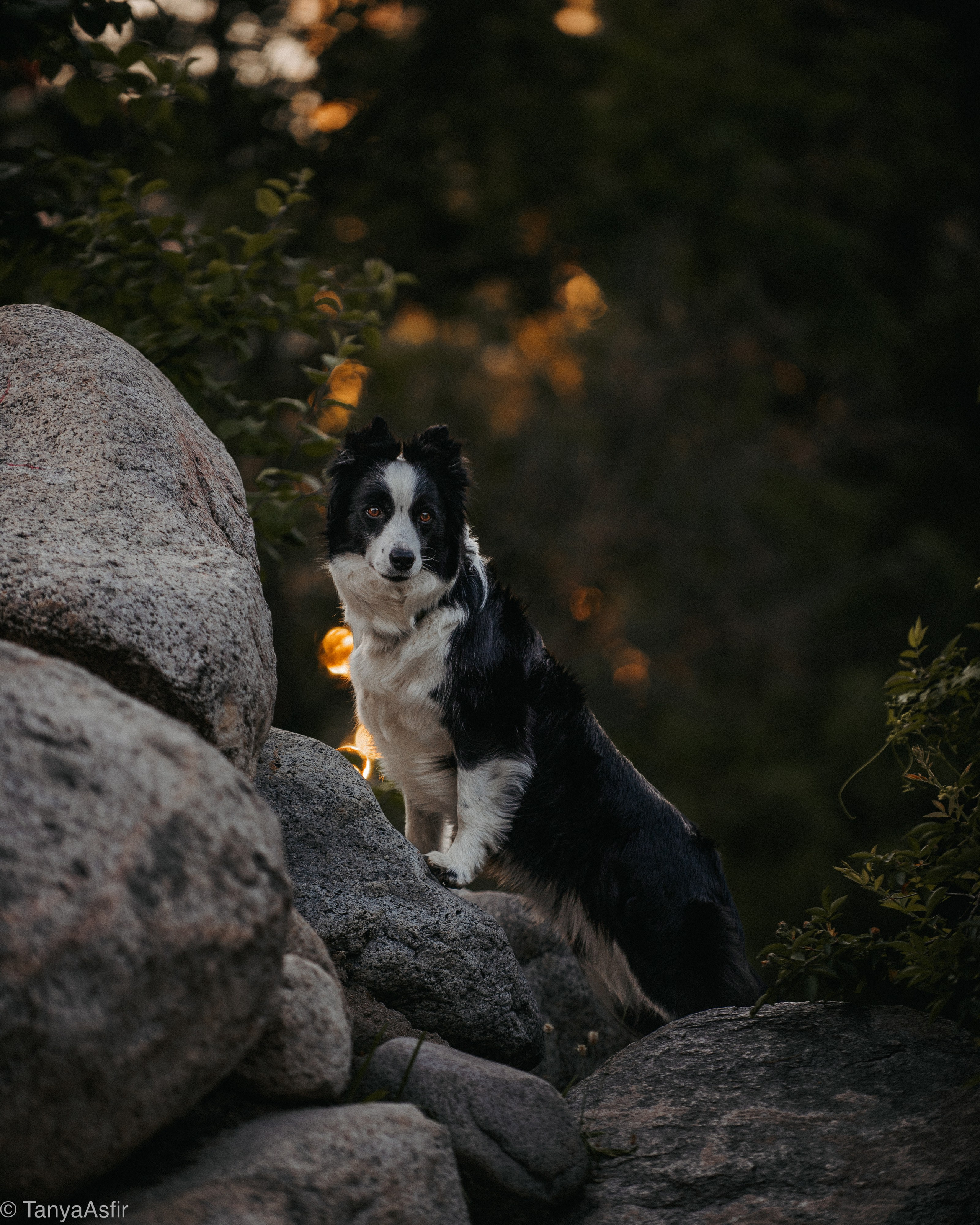 Сколько стоит фотосессия с собакой. Фотограф в Белграде Таня Асфирь