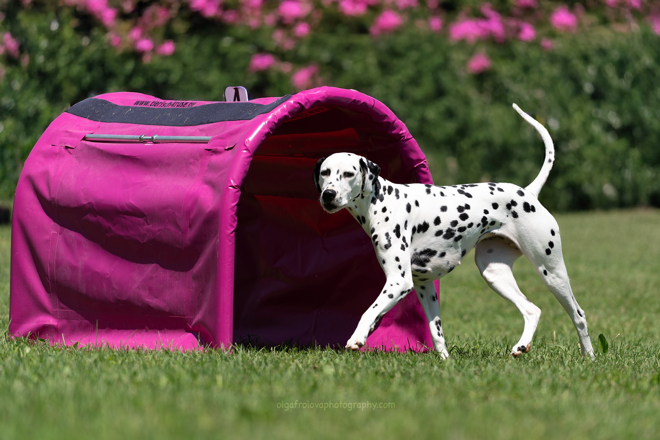 Un Dalmata dal caratteristico manto bianco a macchie nere cammina vicino a una struttura simile a un tunnel rosa su un campo erboso. Sullo sfondo, si vedono fiori rosa e vegetazione verde, creando un'atmosfera vivace e armoniosa. Il tunnel sembra far parte di un percorso di agilità o un'area giochi per cani, mentre il Dalmata osserva con curiosità l'ambiente circostante. Petphotography