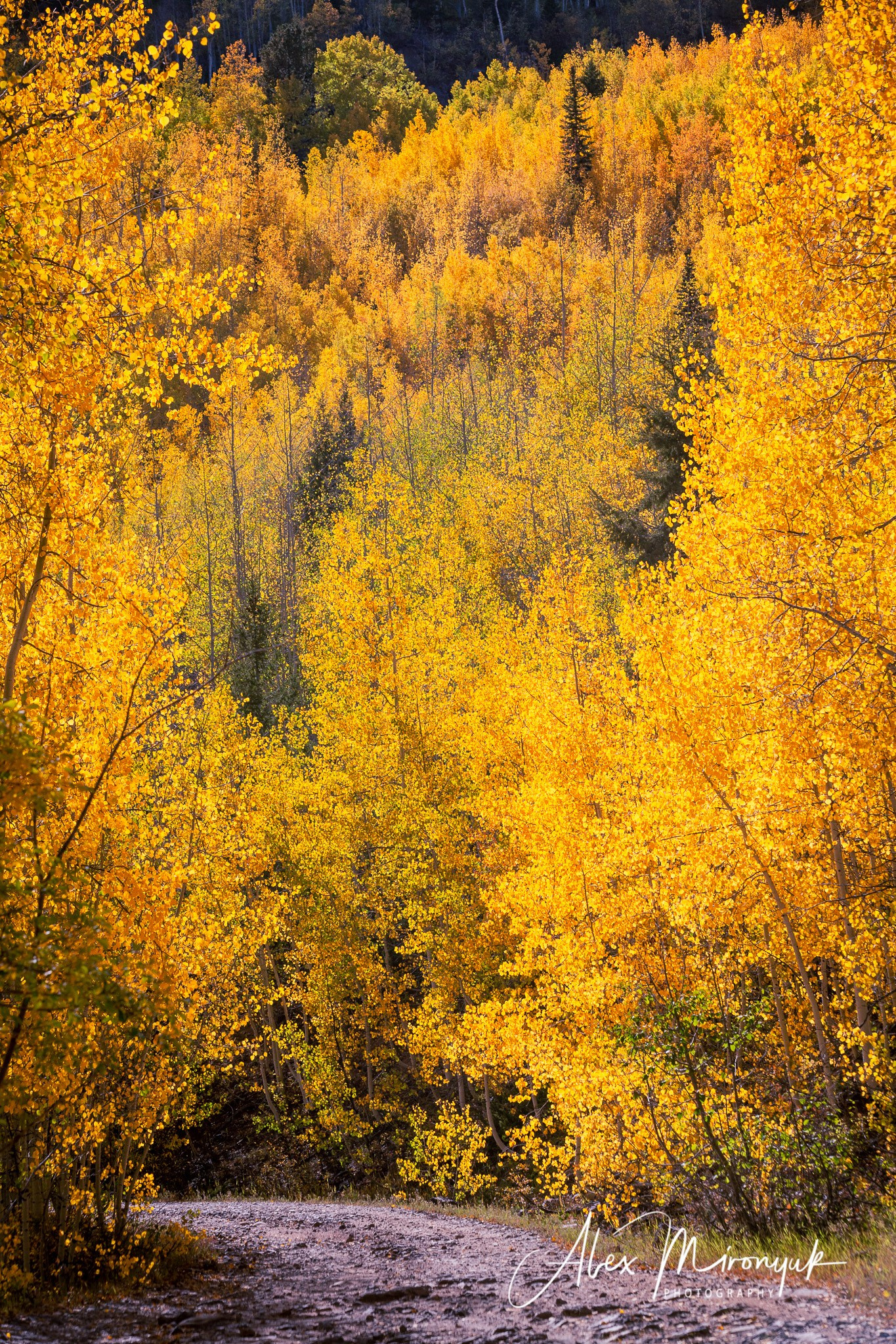 Fall Colors Of Colorado. Pet, Senior, Landscape, portrait studio, photographer in Miami and Sou