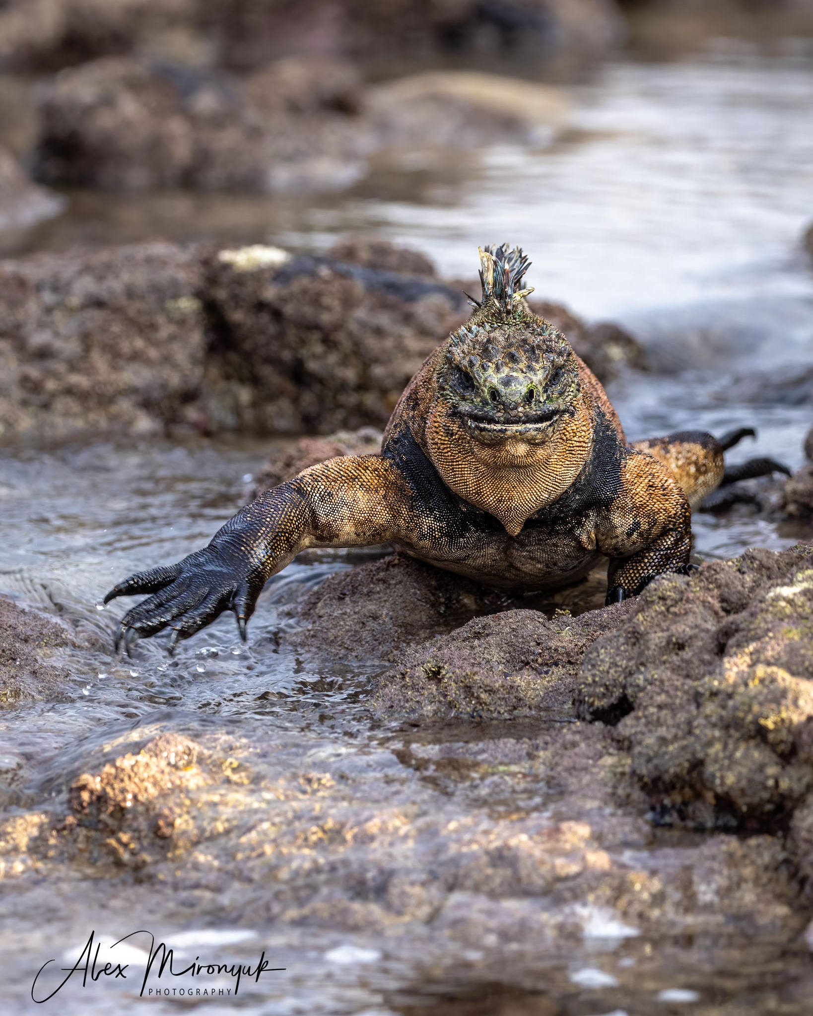 Galapagos Islands Adventure. Pet, Senior, Landscape, portrait studio, photographer in Miami and Sou