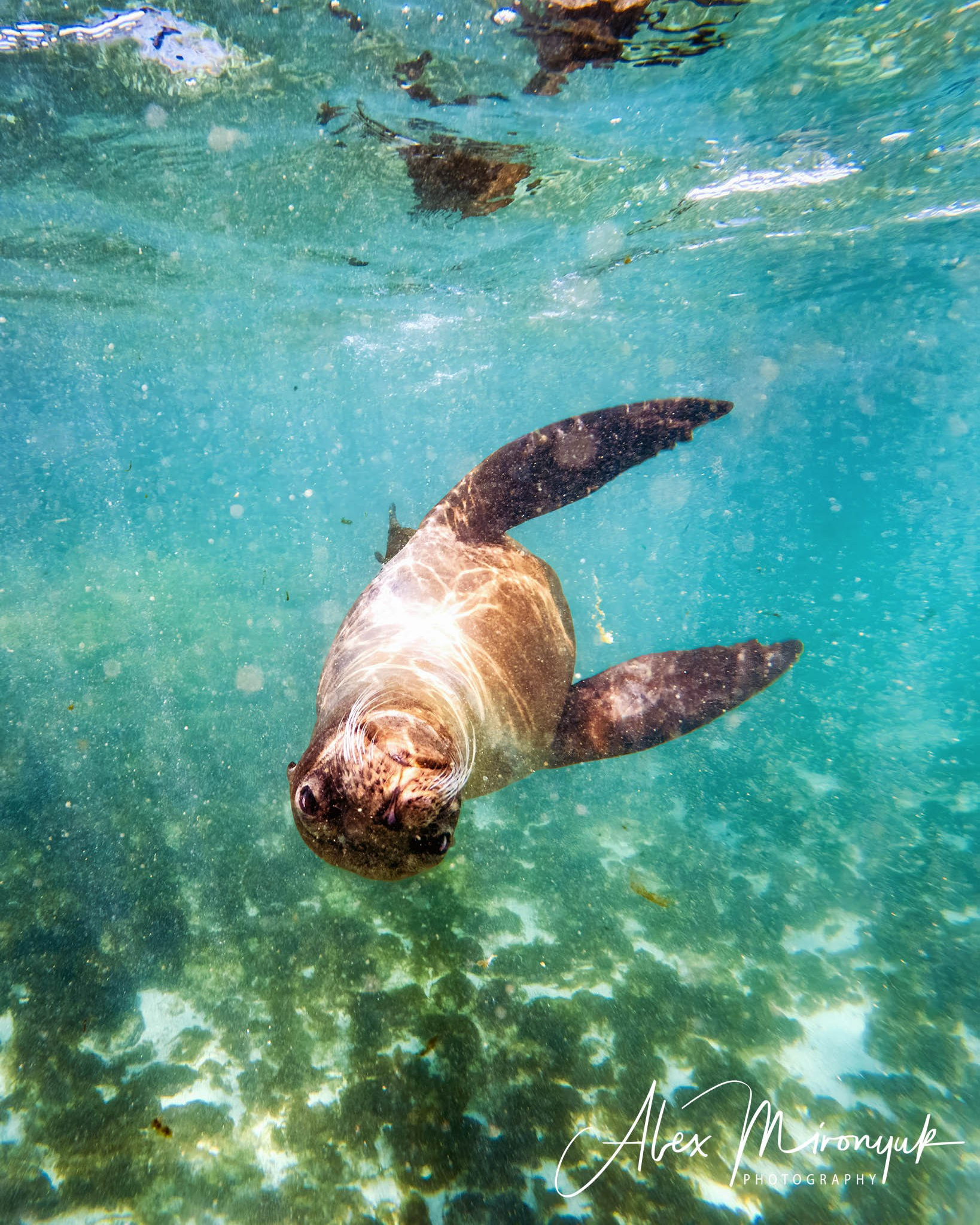 Galapagos Islands Adventure. Pet, Senior, Landscape, portrait studio, photographer in Miami and Sou